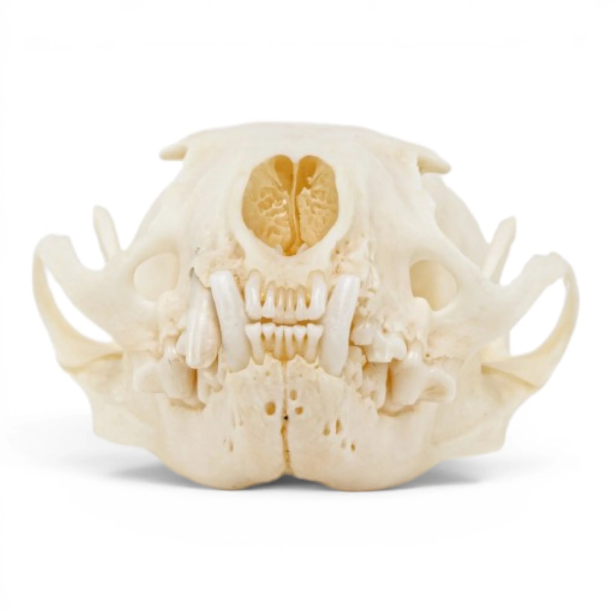 Real Mink Skull - Pathology - Image 3
