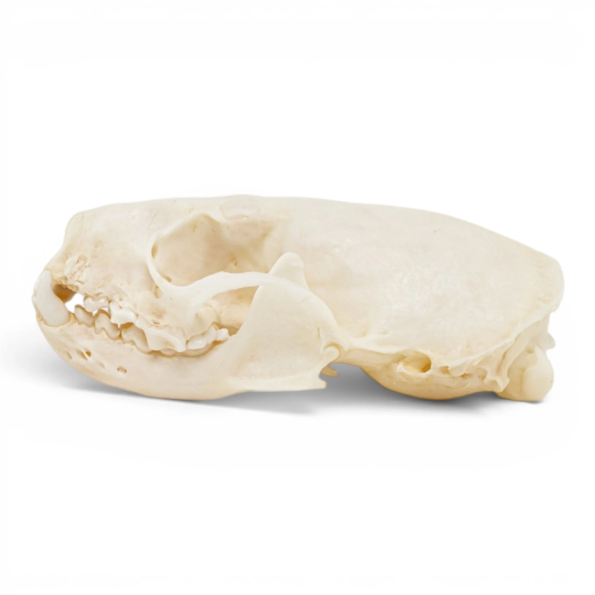 Real Mink Skull - Pathology - Image 4