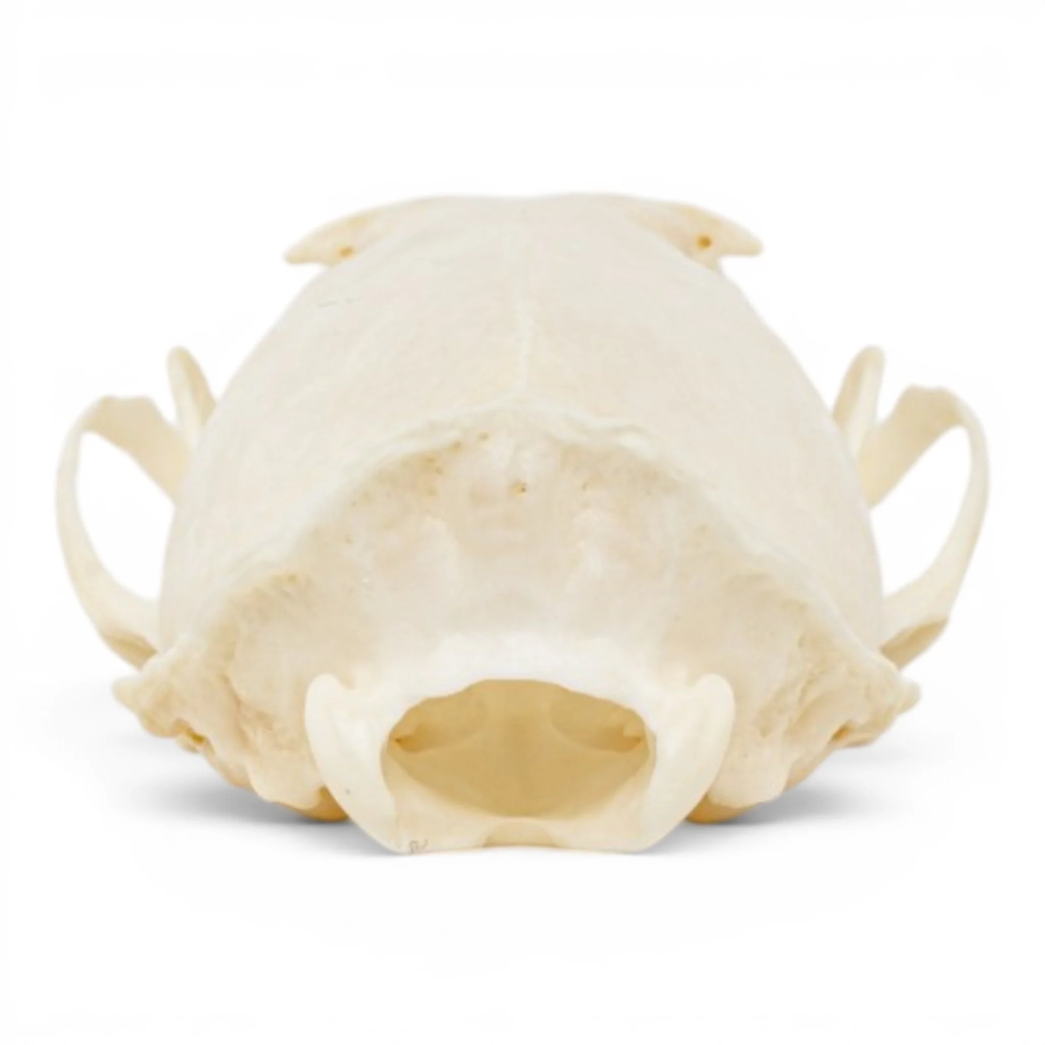 Real Mink Skull - Pathology - Image 5