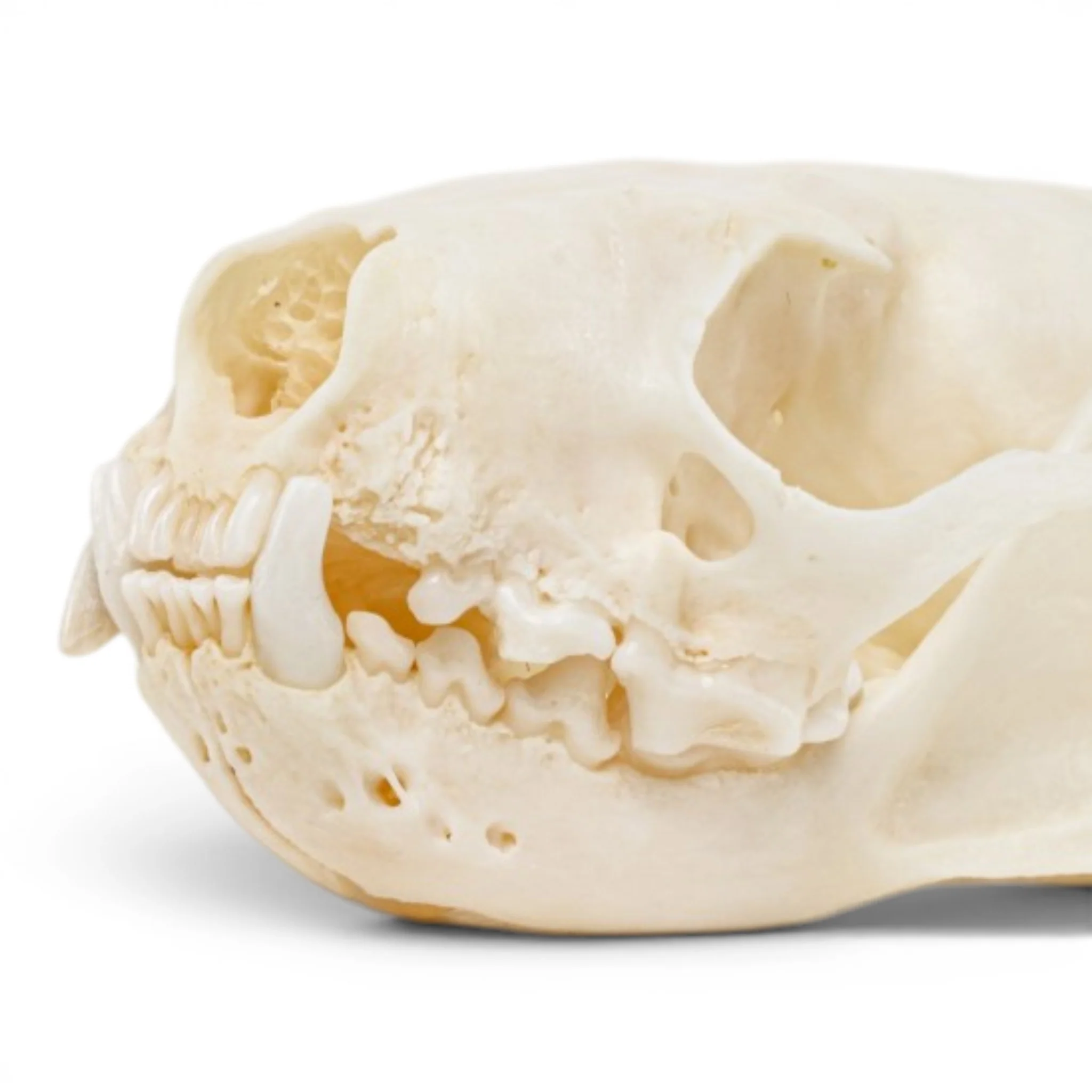 Real Mink Skull - Pathology - Image 6