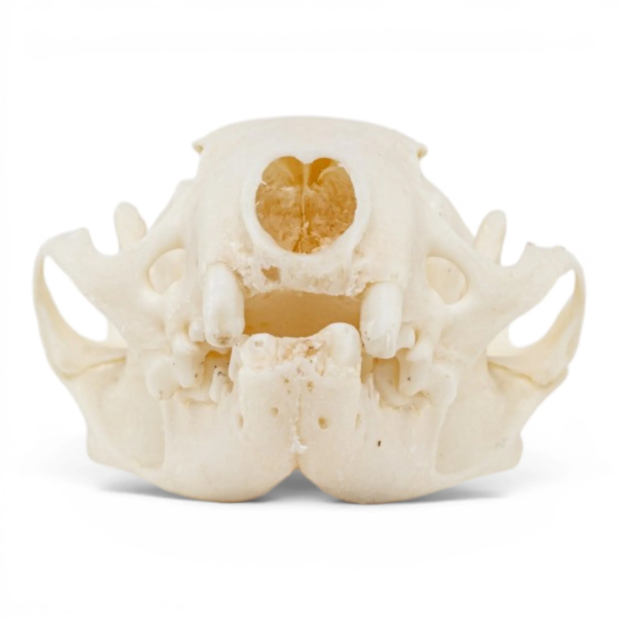 Real Mink Skull - Pathology - Image 3