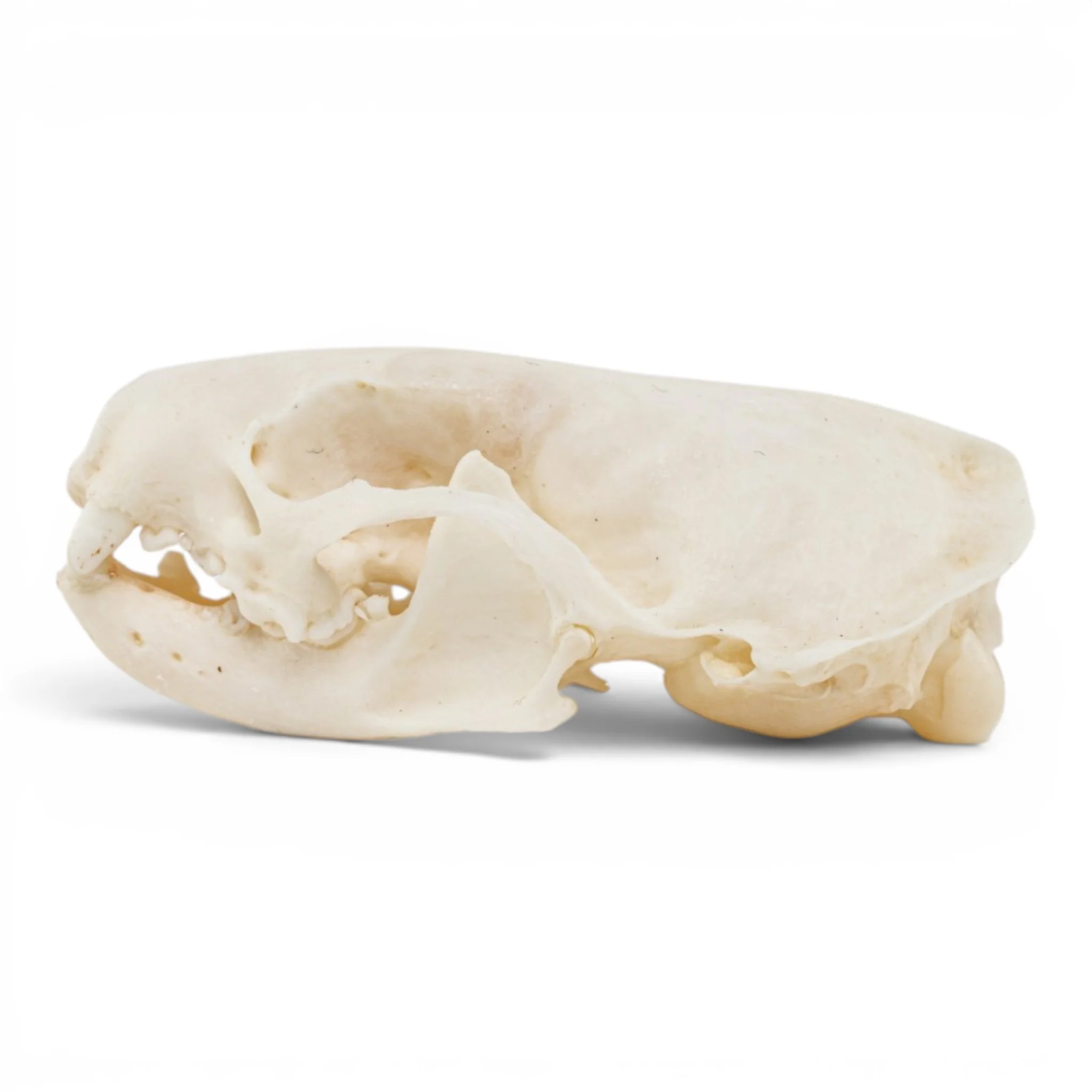 Real Mink Skull - Pathology - Image 4