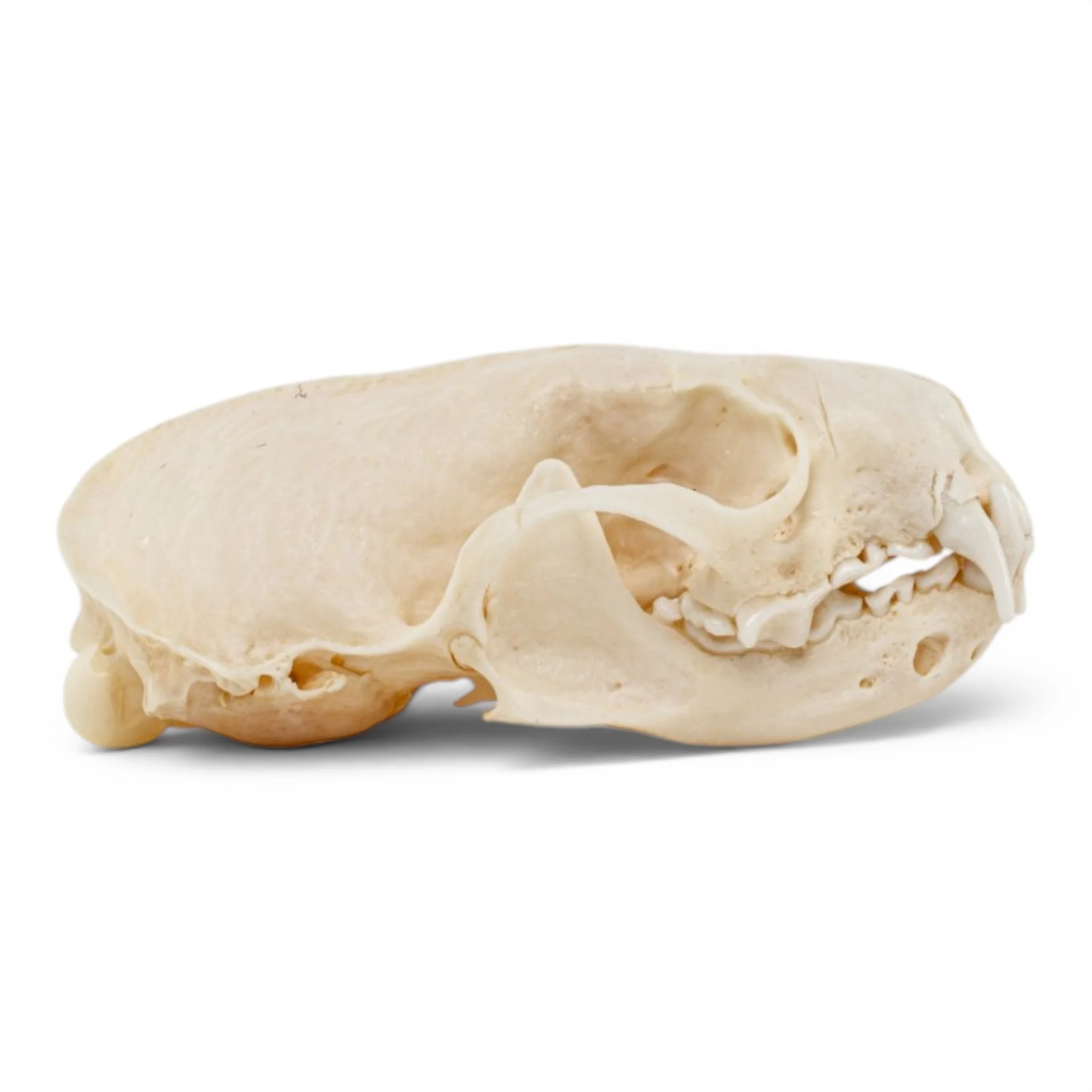 Real Mink Skull - Pathology - Image 2