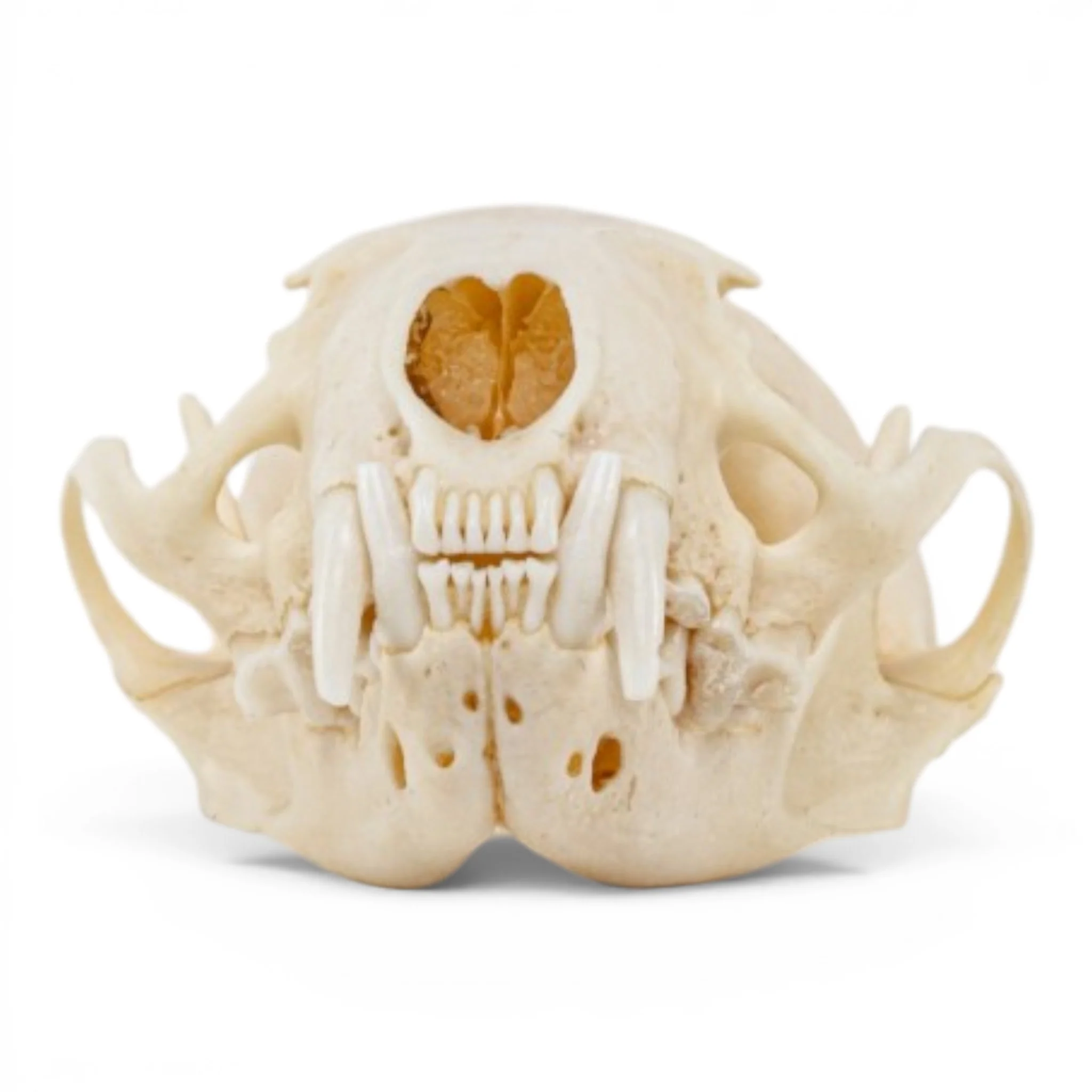 Real Mink Skull - Pathology - Image 3