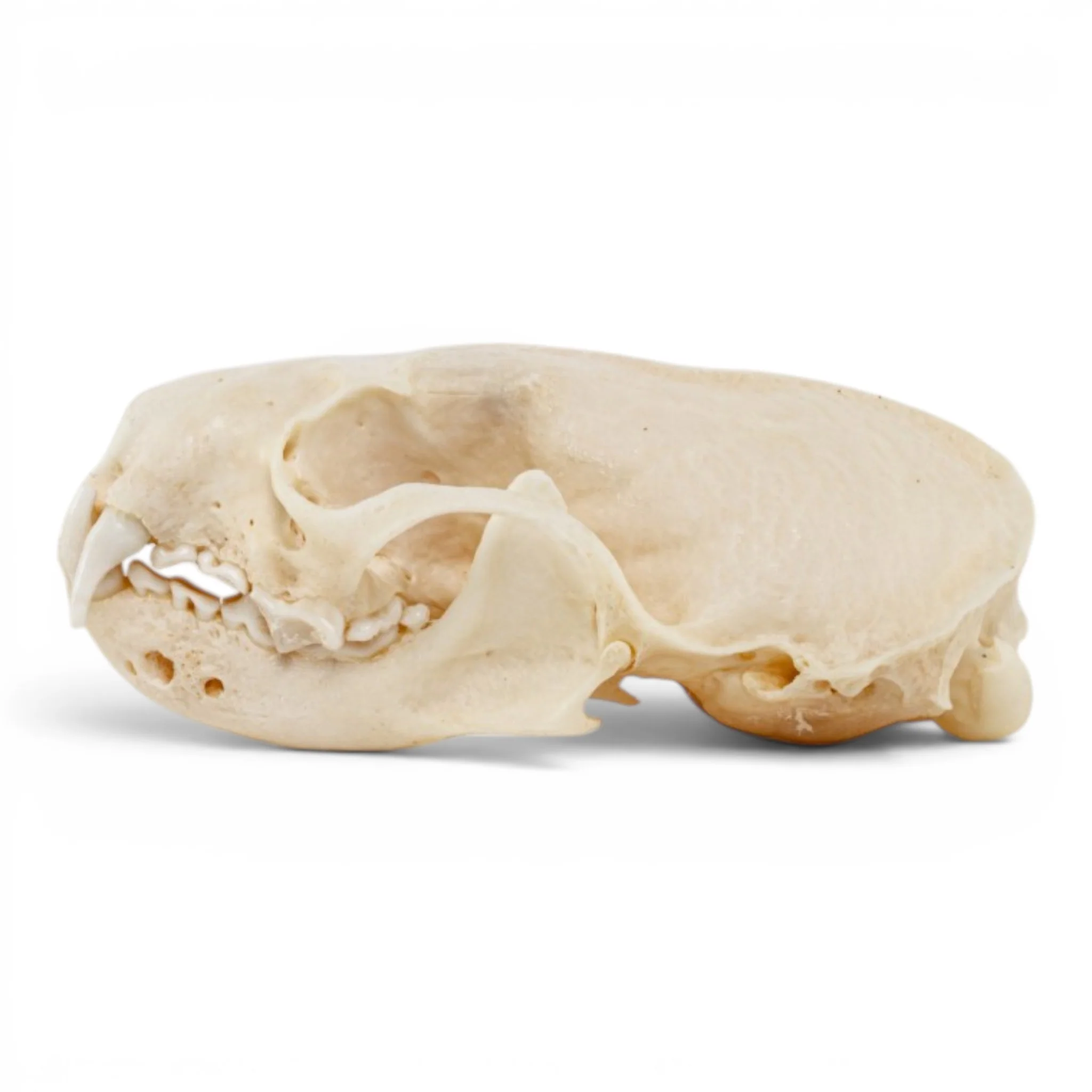 Real Mink Skull - Pathology - Image 4
