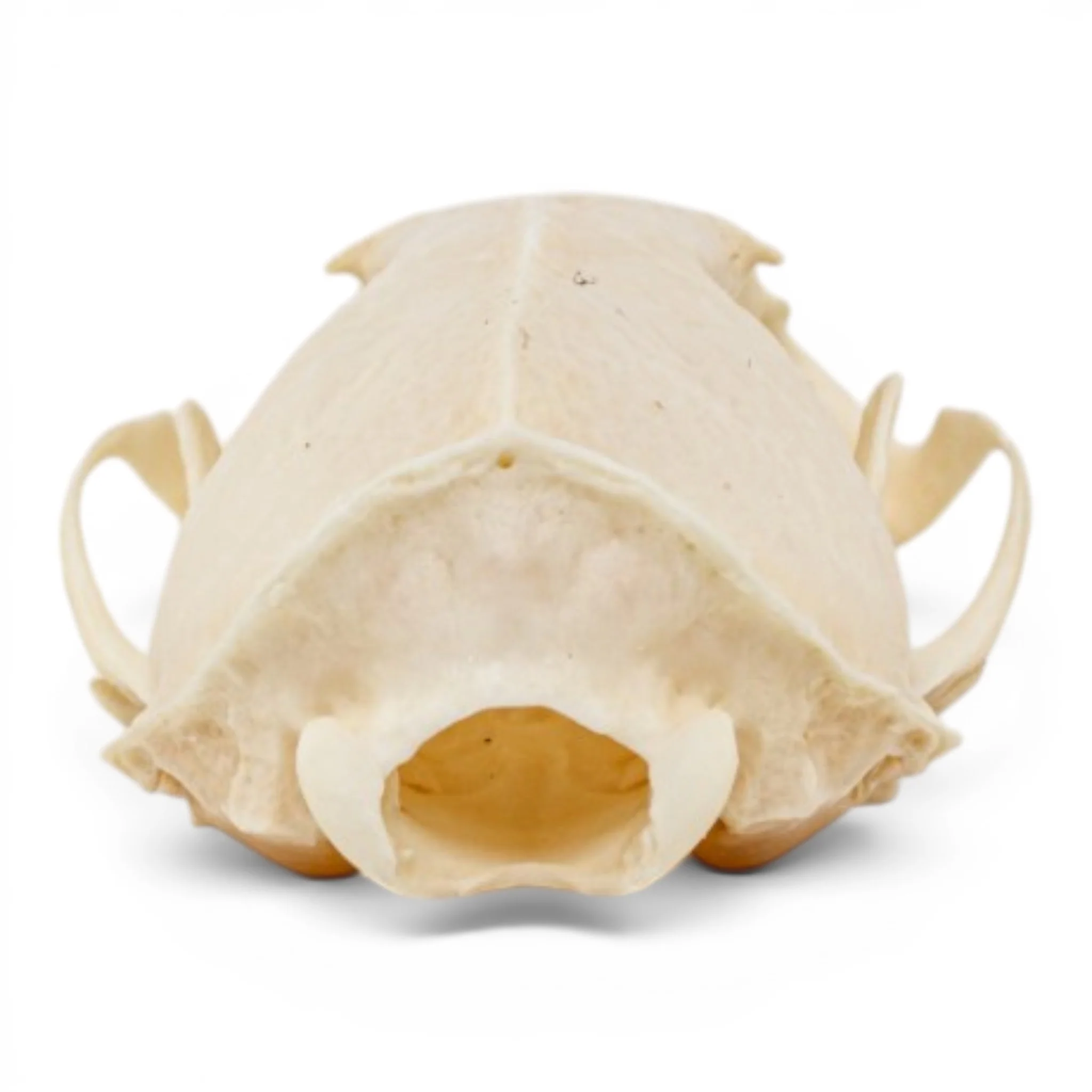 Real Mink Skull - Pathology - Image 5