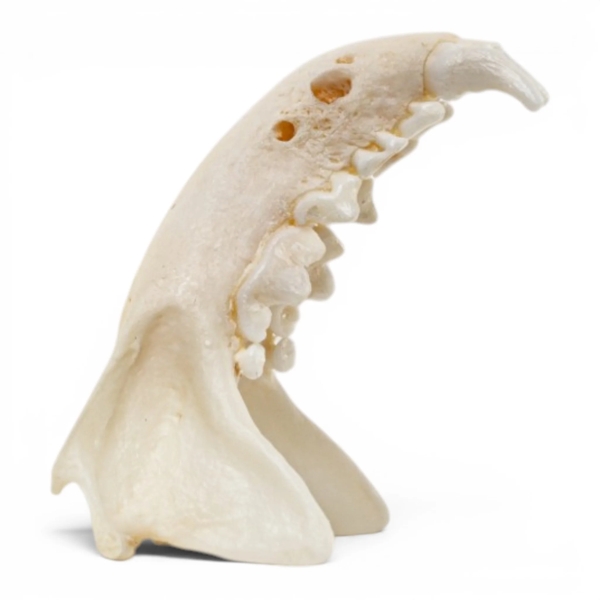 Real Mink Skull - Pathology - Image 6