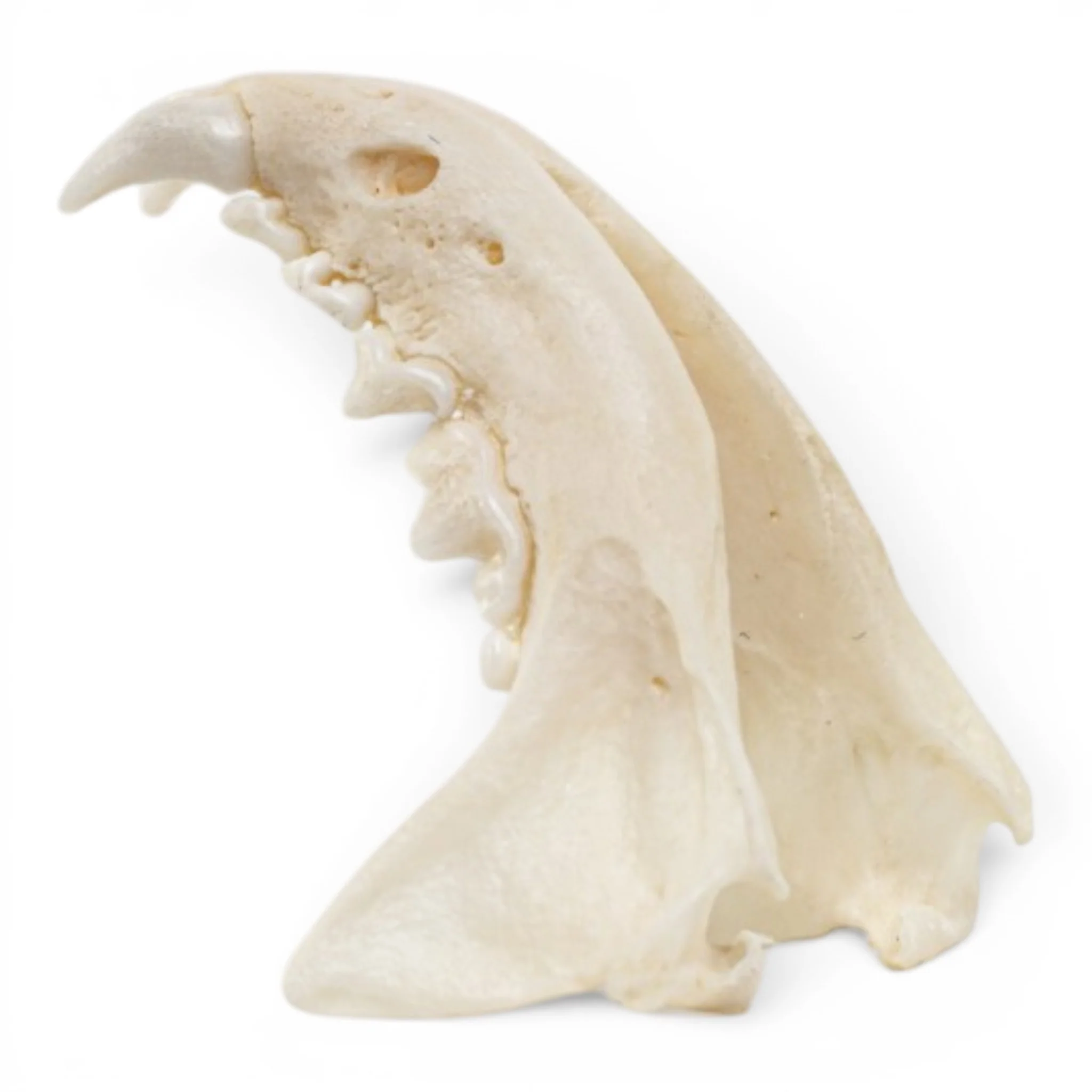 Real Mink Skull - Pathology - Image 7