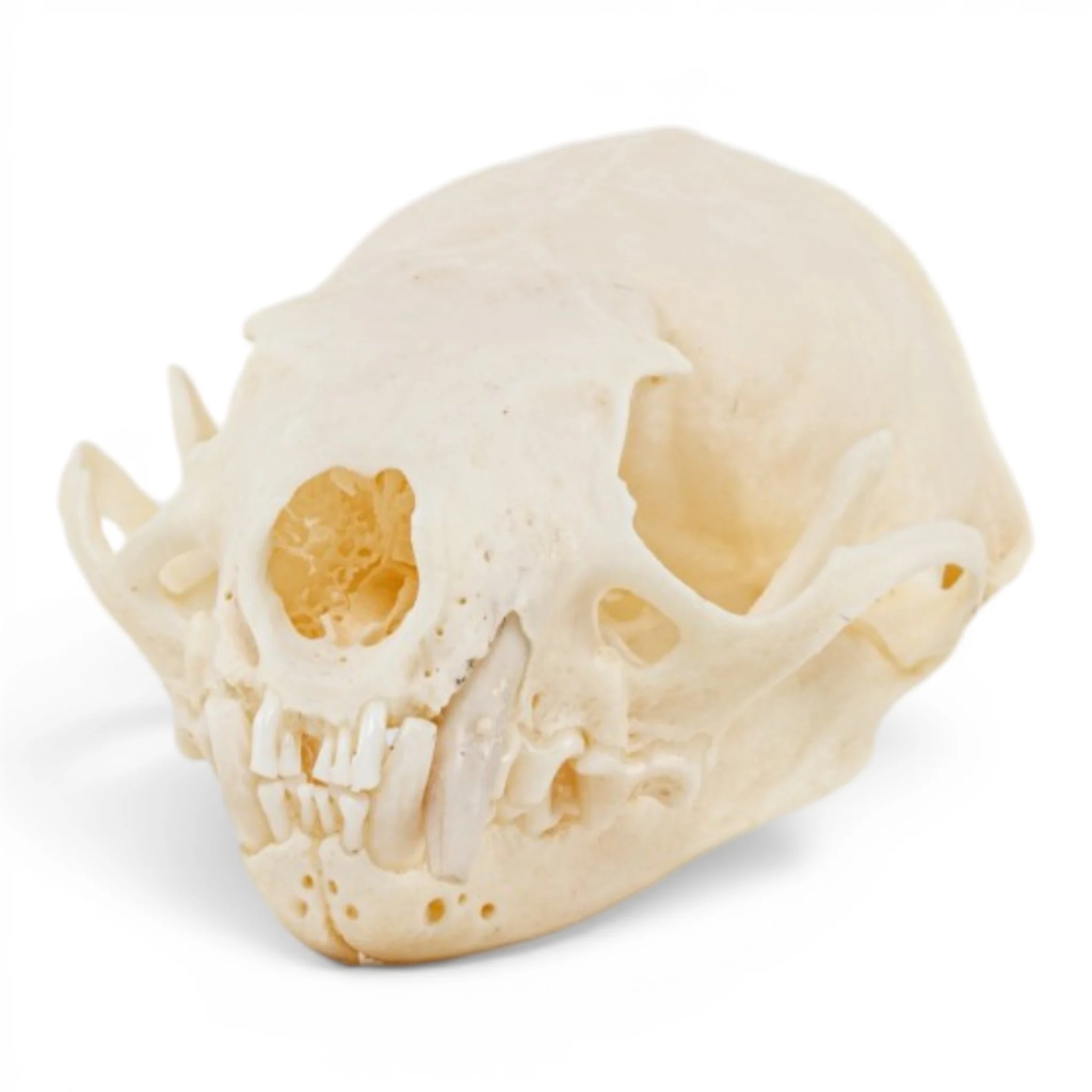 Real Mink Skull - Pathology