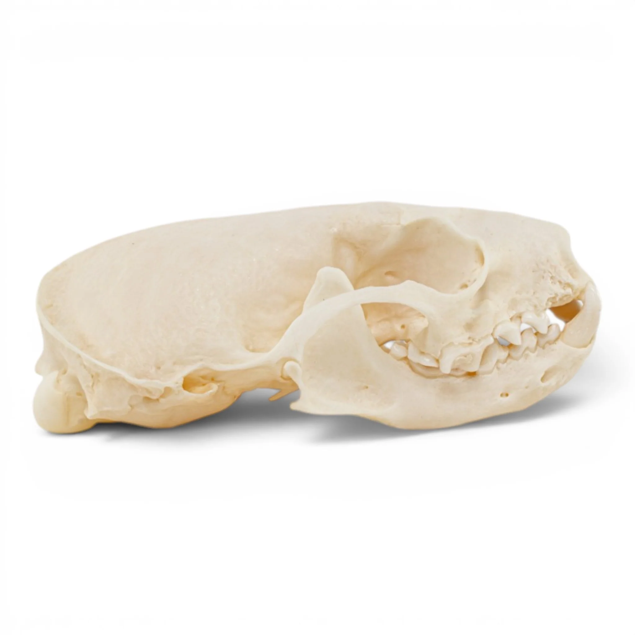 Real Mink Skull - Pathology - Image 2