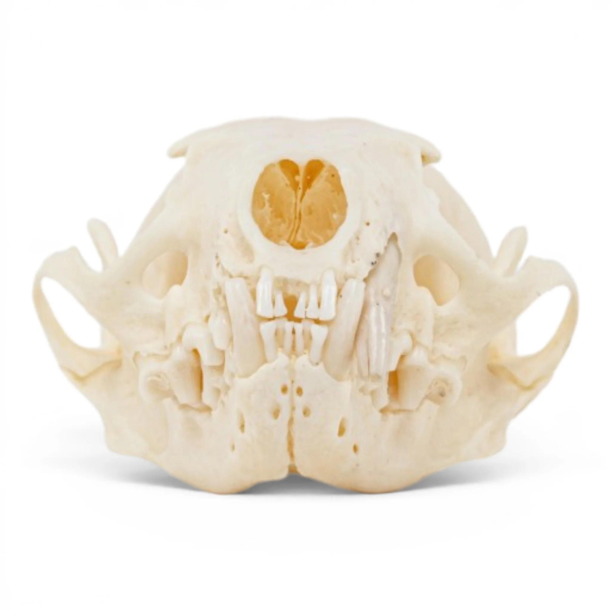Real Mink Skull - Pathology - Image 3
