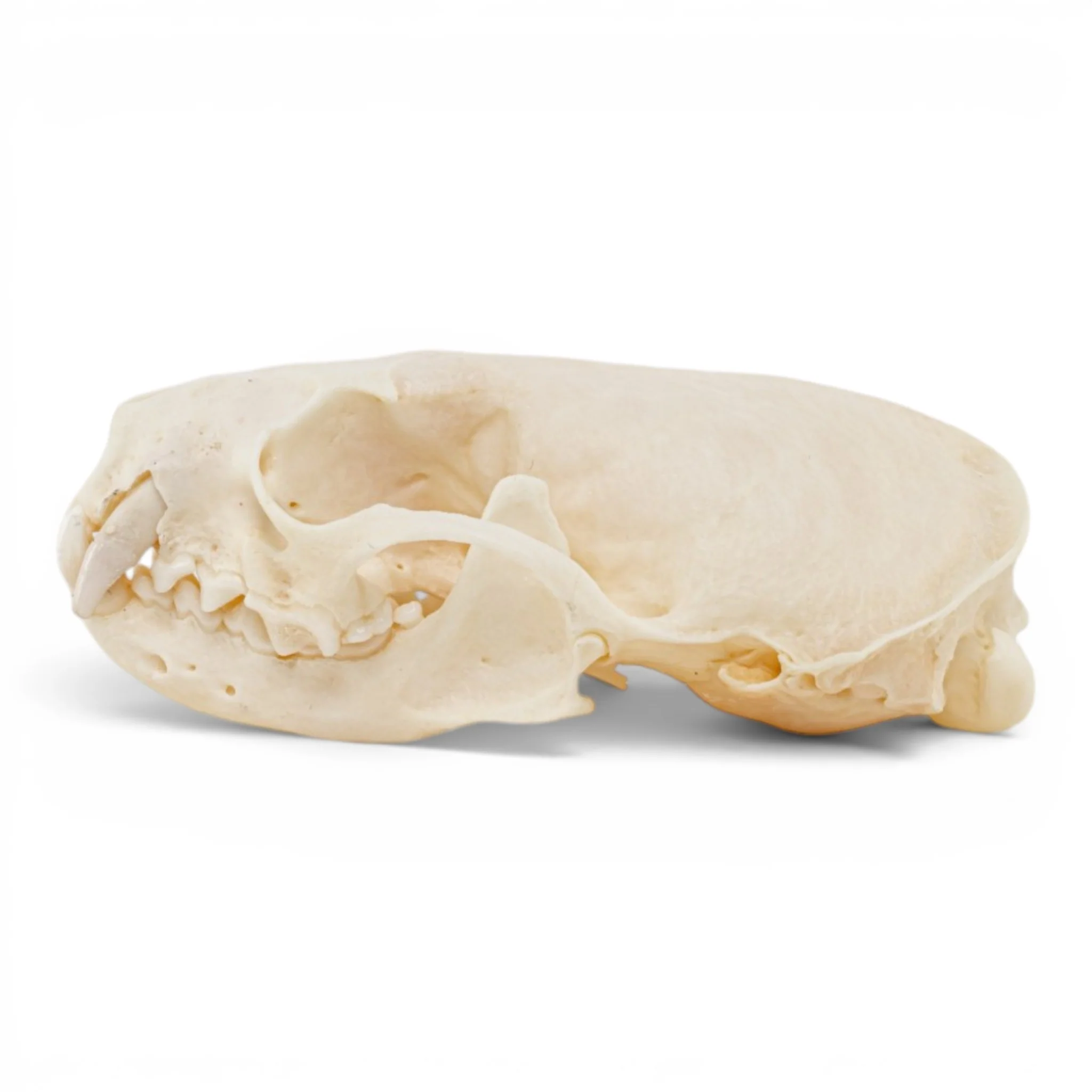 Real Mink Skull - Pathology - Image 4