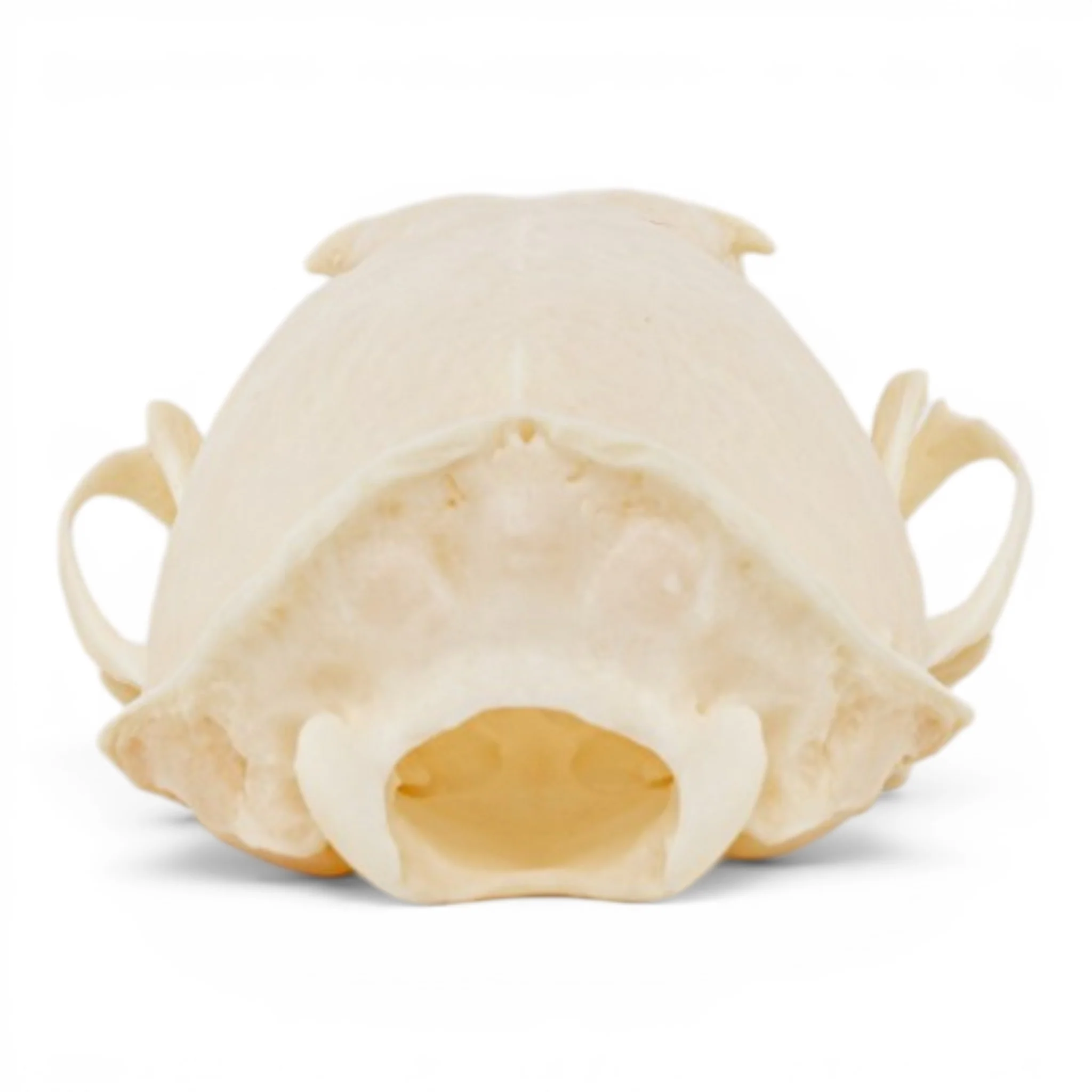 Real Mink Skull - Pathology - Image 5