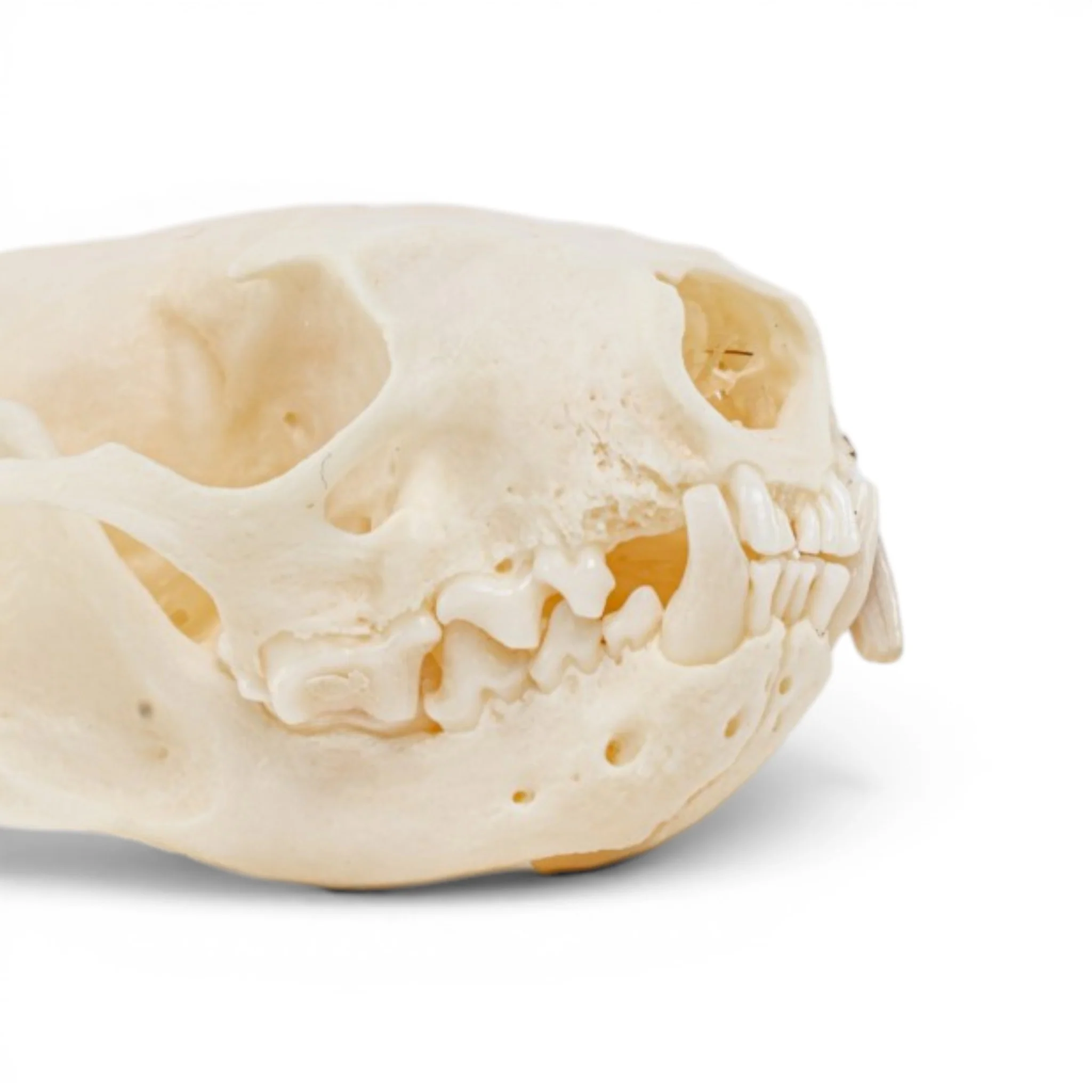 Real Mink Skull - Pathology - Image 6