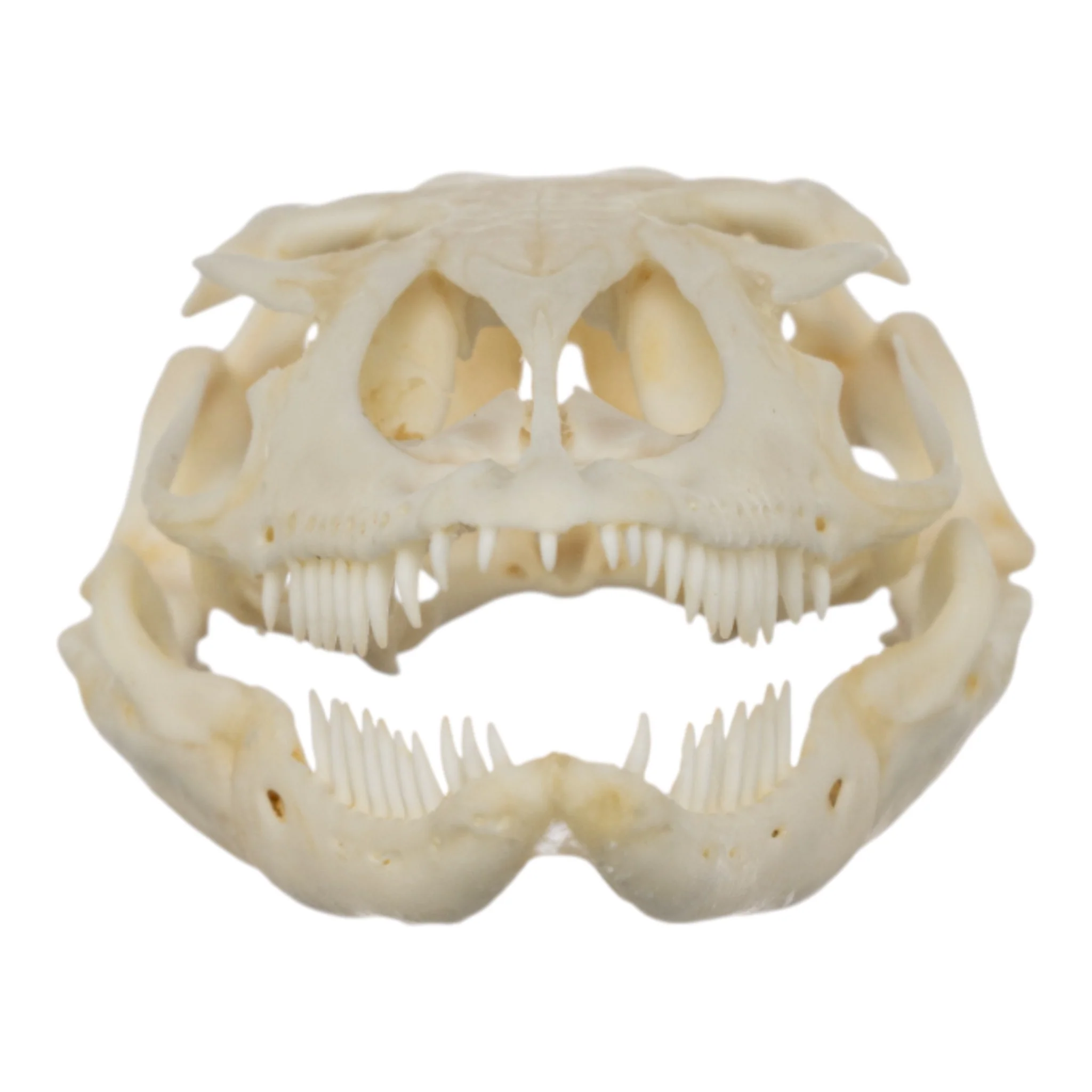 Real Monitor Lizard Skull - Image 3