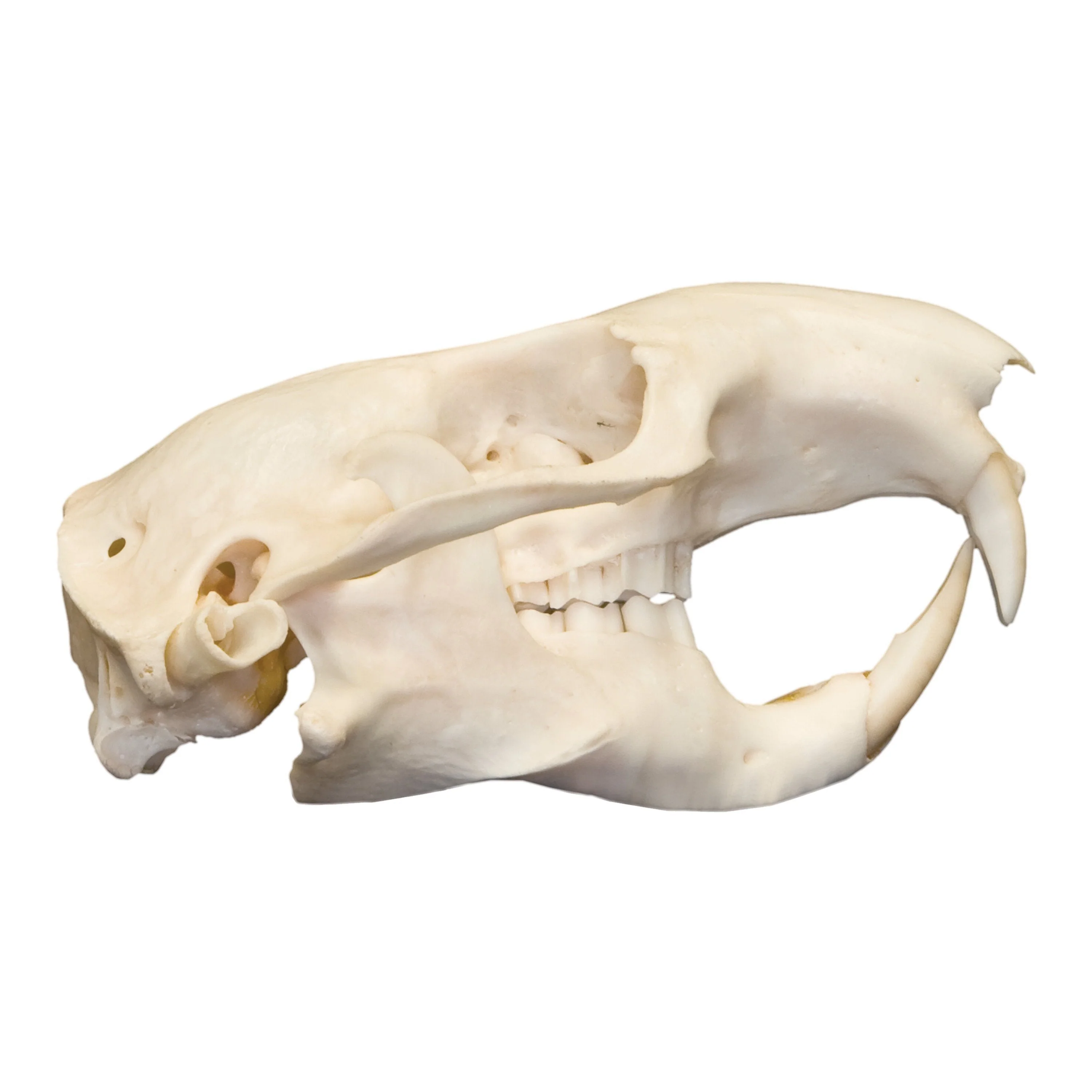 Real Mountain Beaver Skull - Image 2