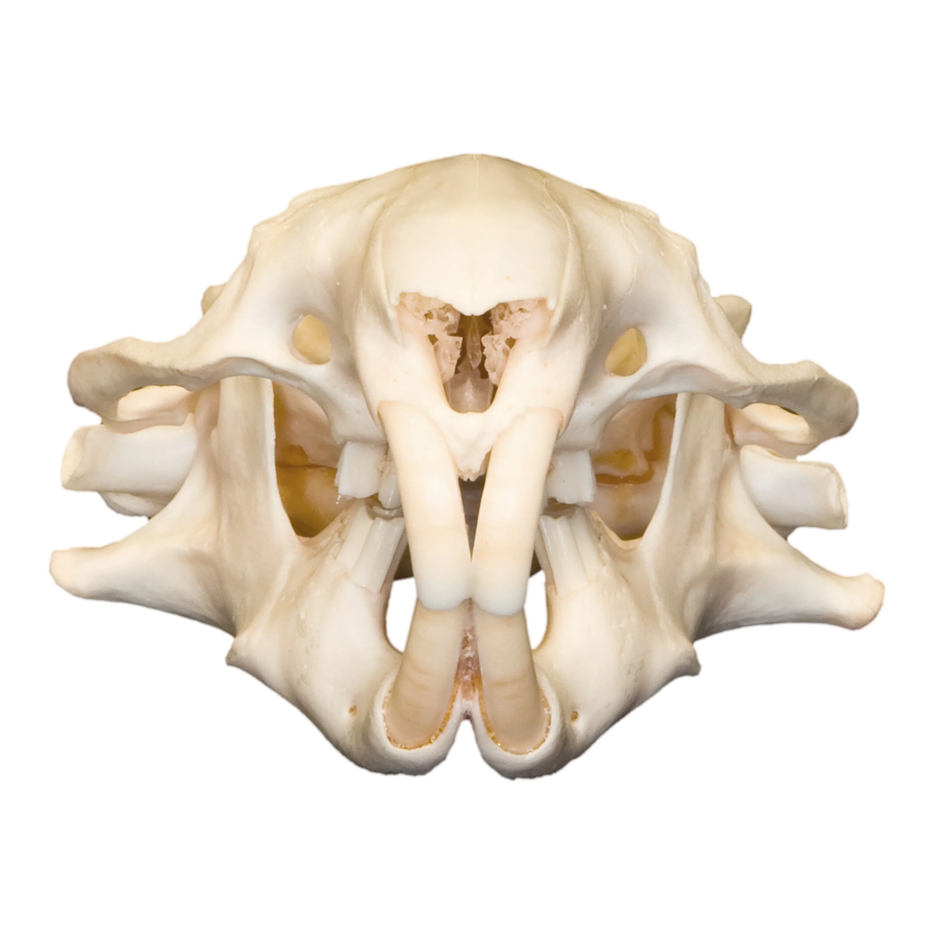 Real Mountain Beaver Skull - Image 3