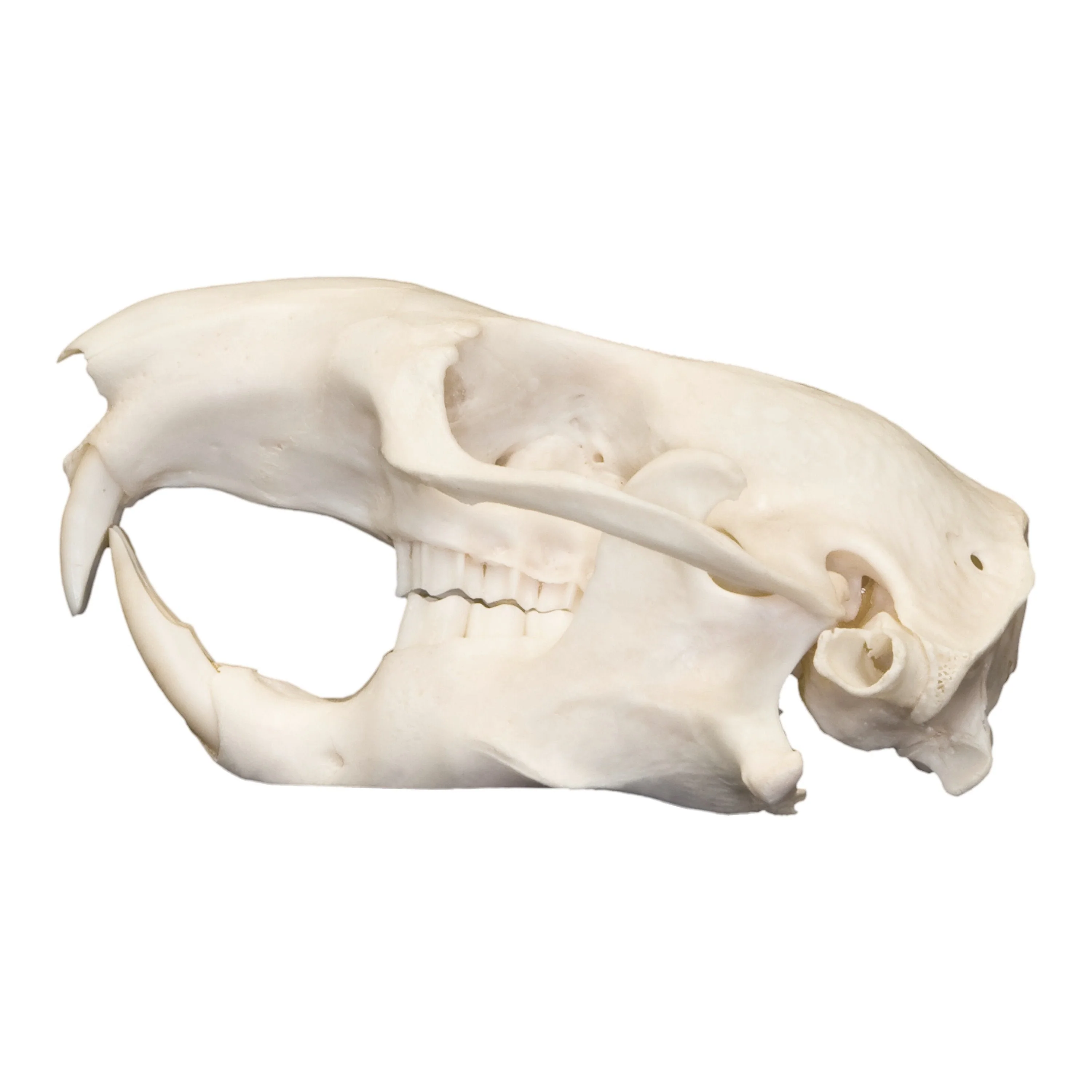Real Mountain Beaver Skull - Image 4