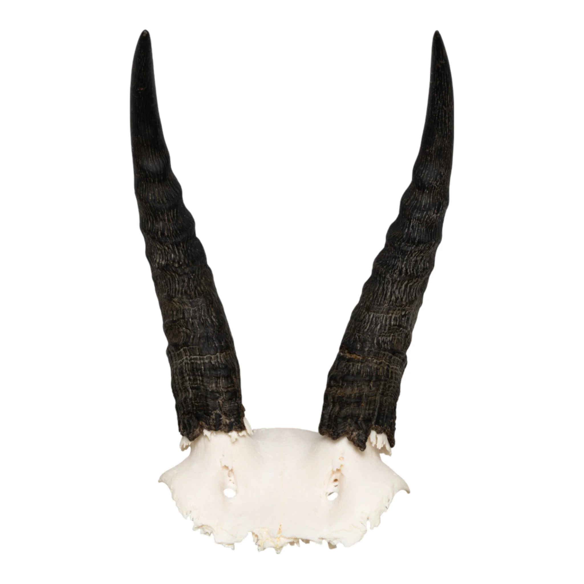 Real Mountain Reedbuck Skull Plate