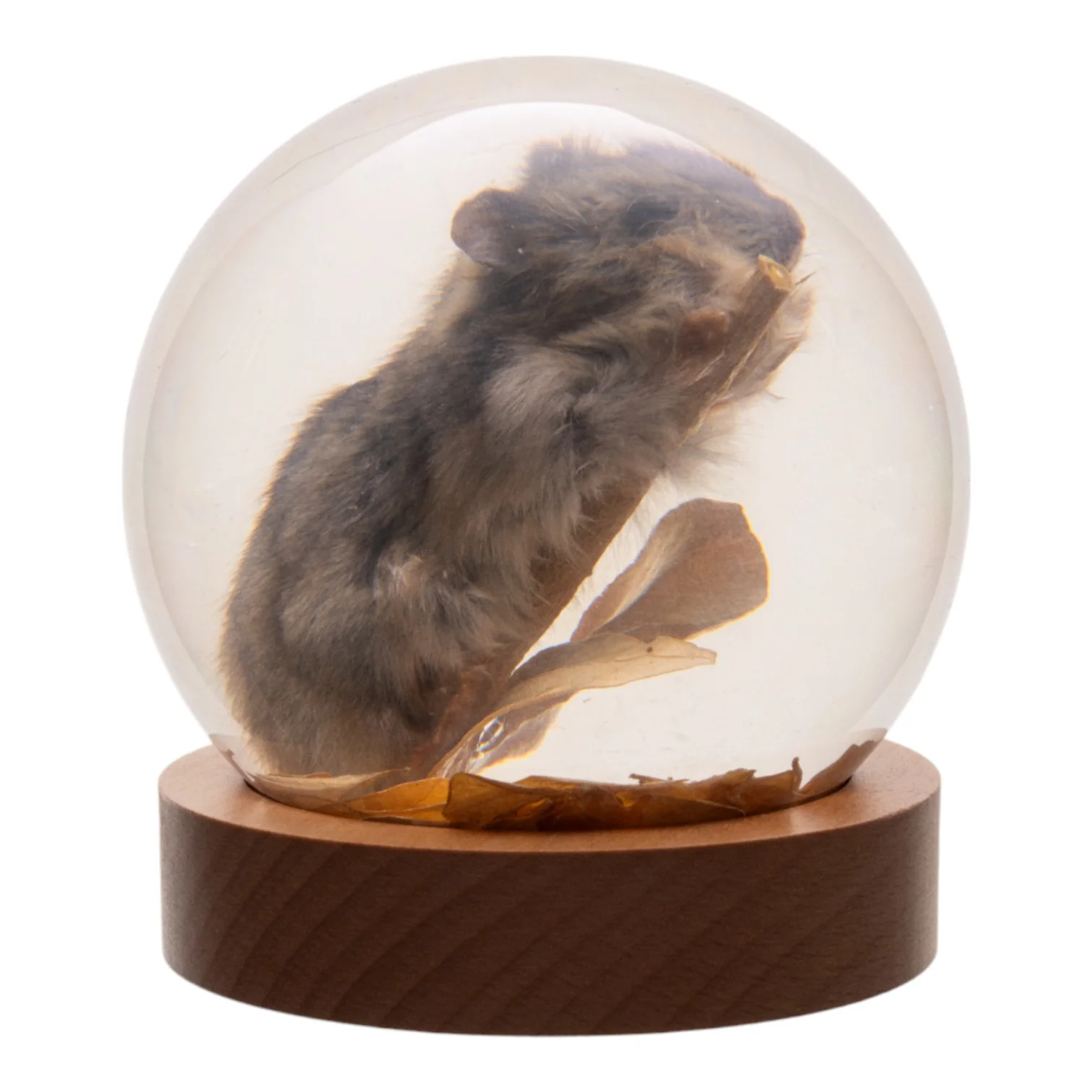 Real Mouse in Acrylic Globe - Image 2