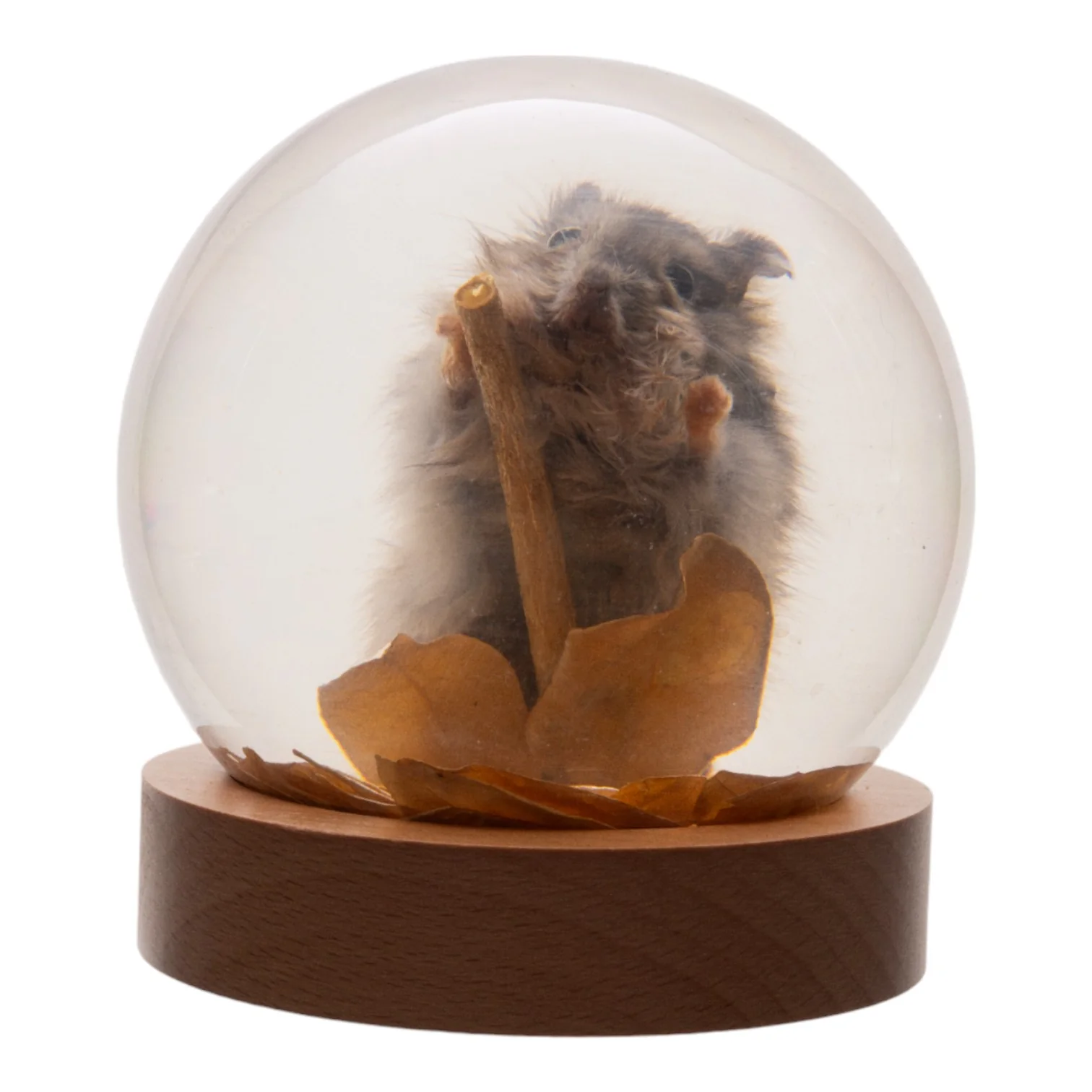 Real Mouse in Acrylic Globe - Image 3