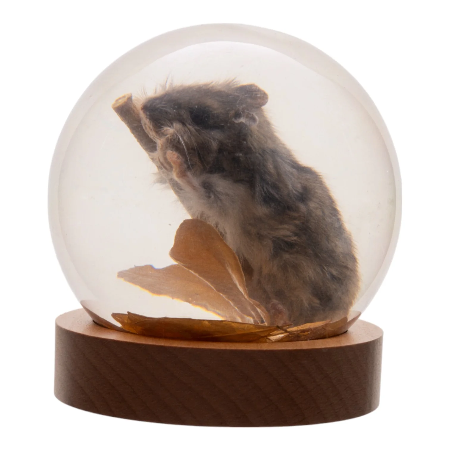 Real Mouse in Acrylic Globe - Image 4