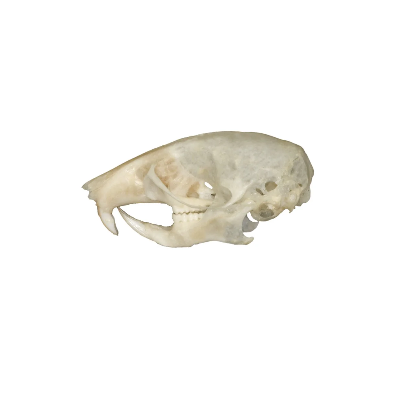 Real Mouse Skull - Image 3