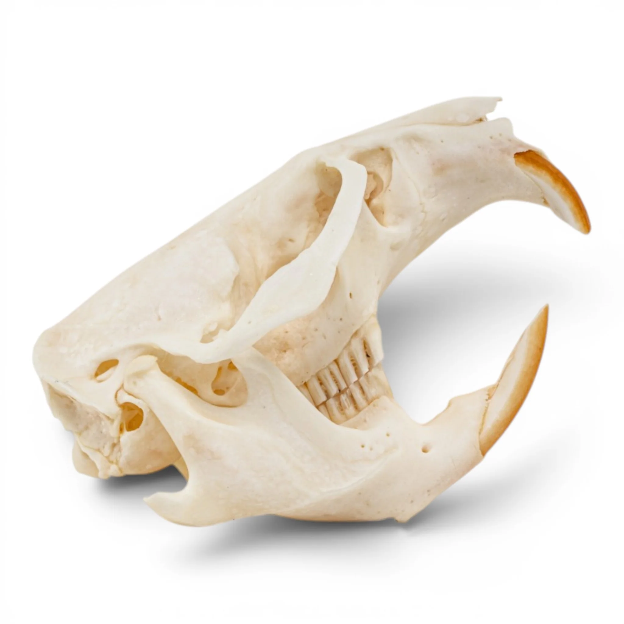 Real Muskrat Skull - Pathology - Image 2