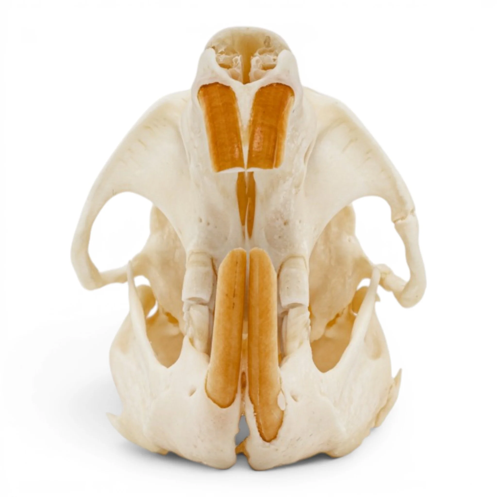Real Muskrat Skull - Pathology - Image 3