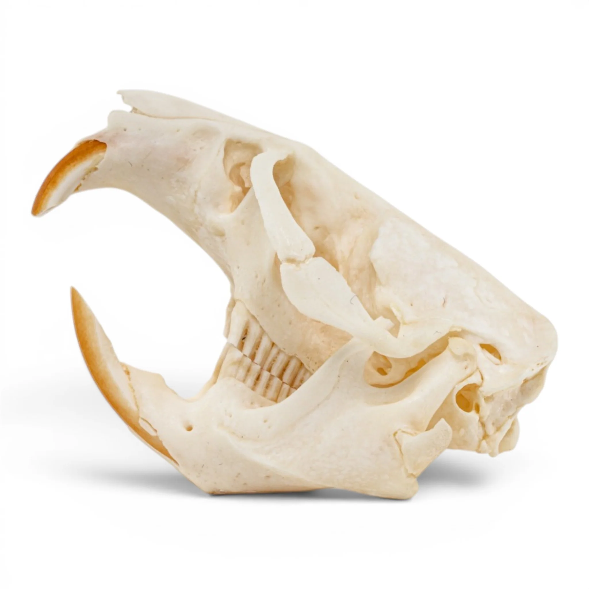 Real Muskrat Skull - Pathology - Image 4