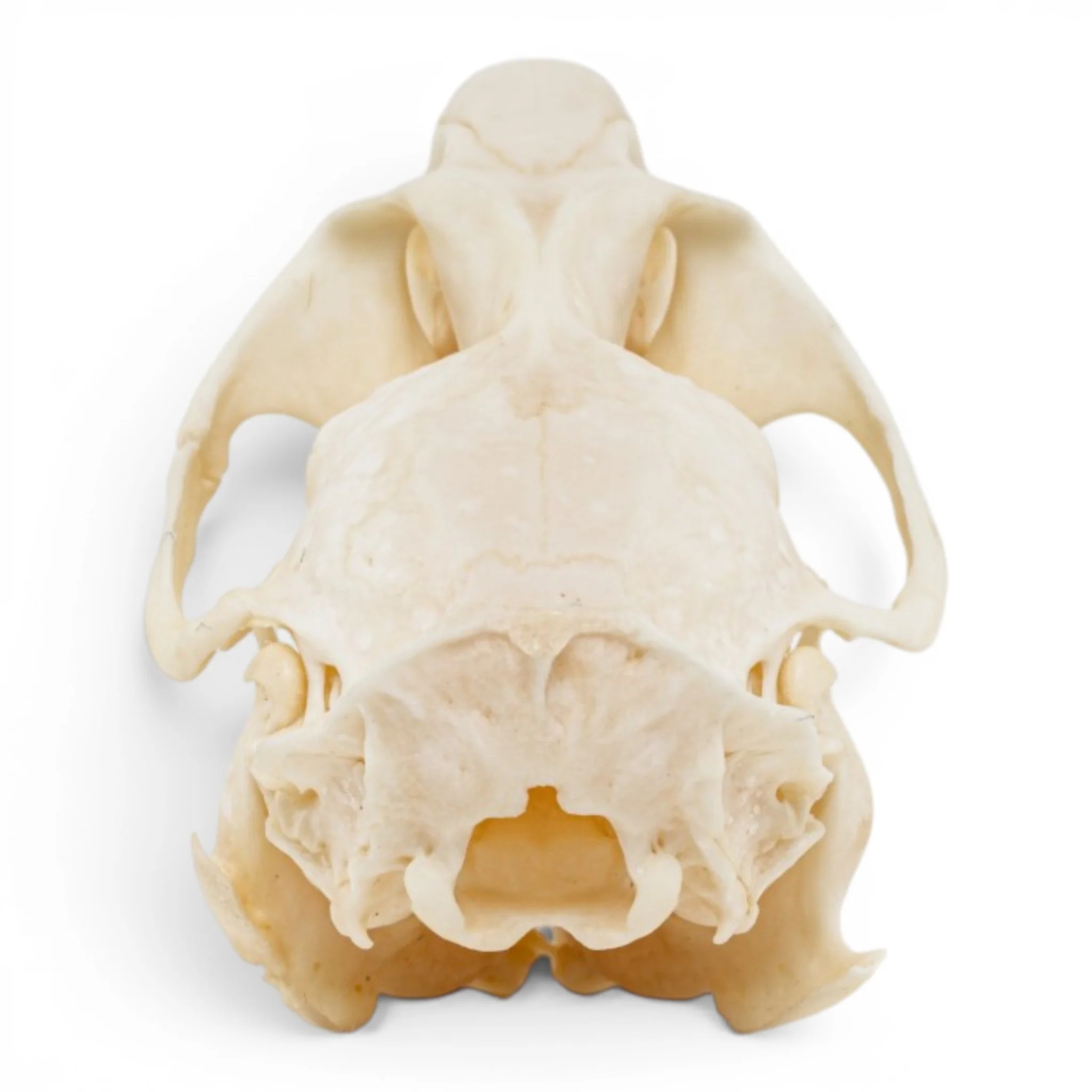 Real Muskrat Skull - Pathology - Image 5