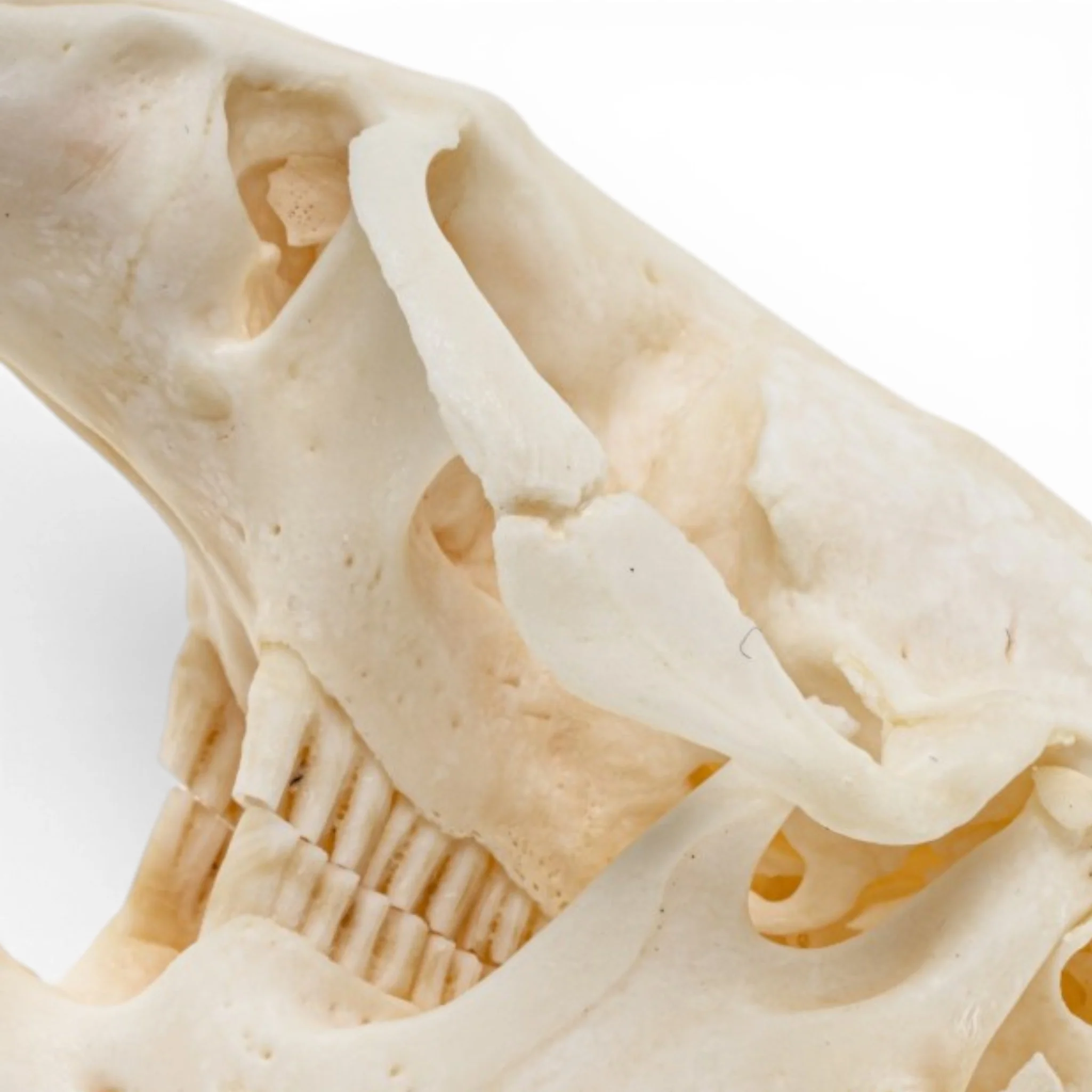 Real Muskrat Skull - Pathology - Image 6