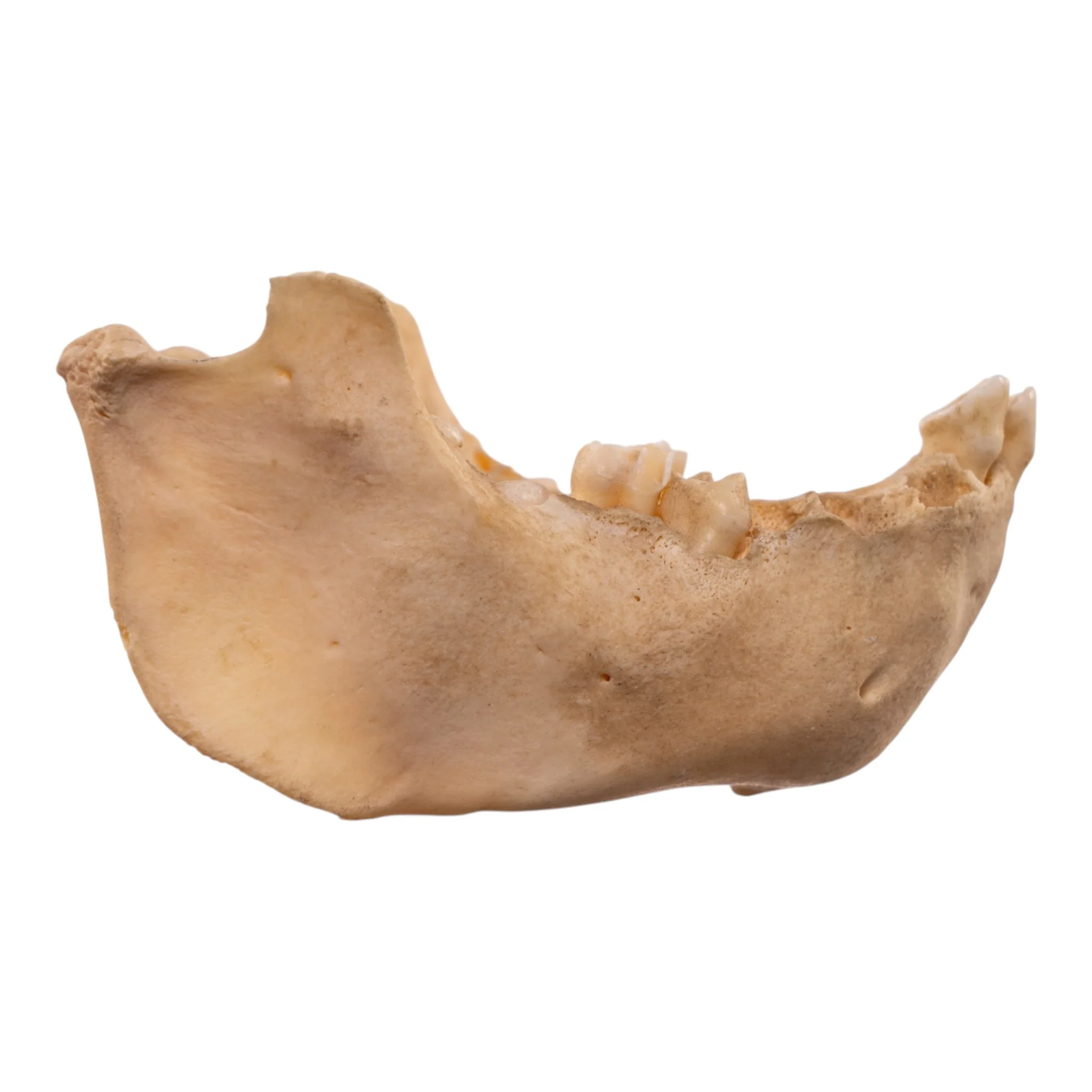 Real New World Monkey Mandible - Image 2