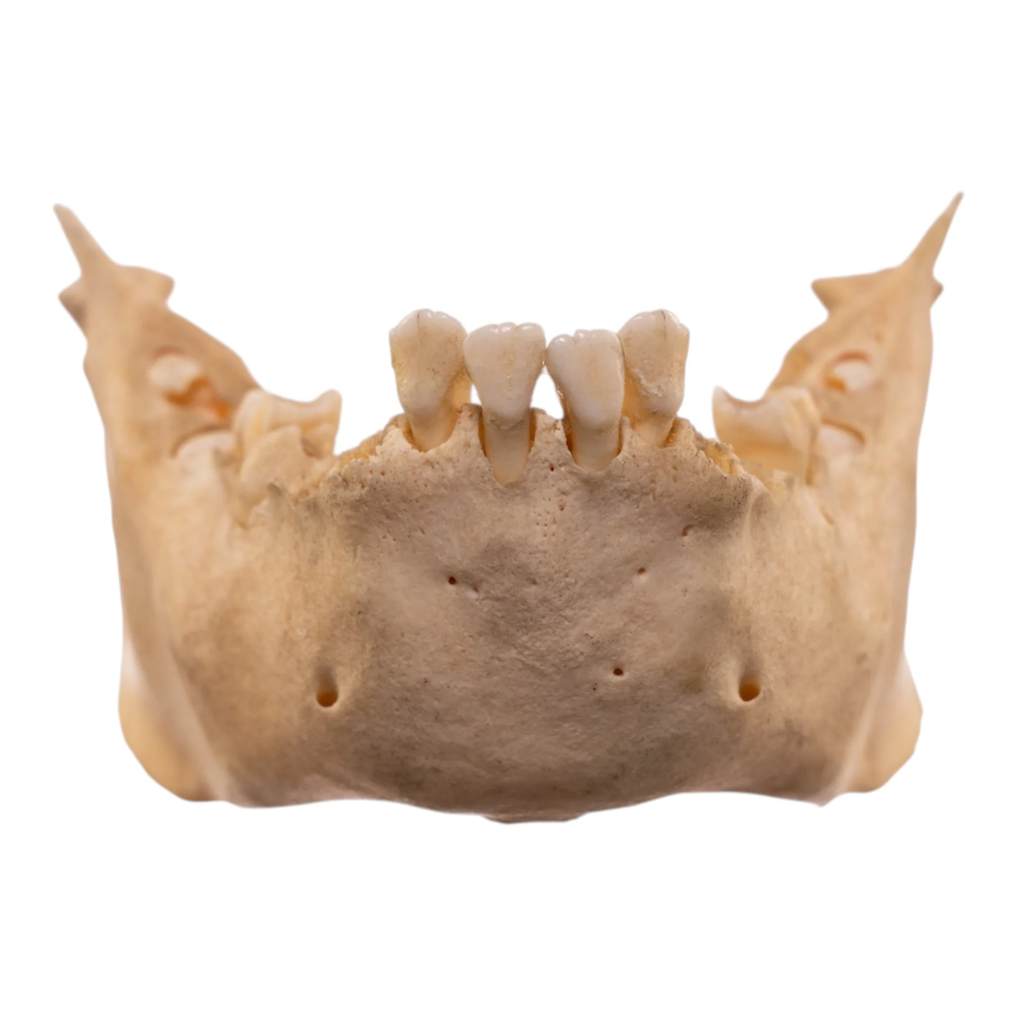 Real New World Monkey Mandible - Image 3