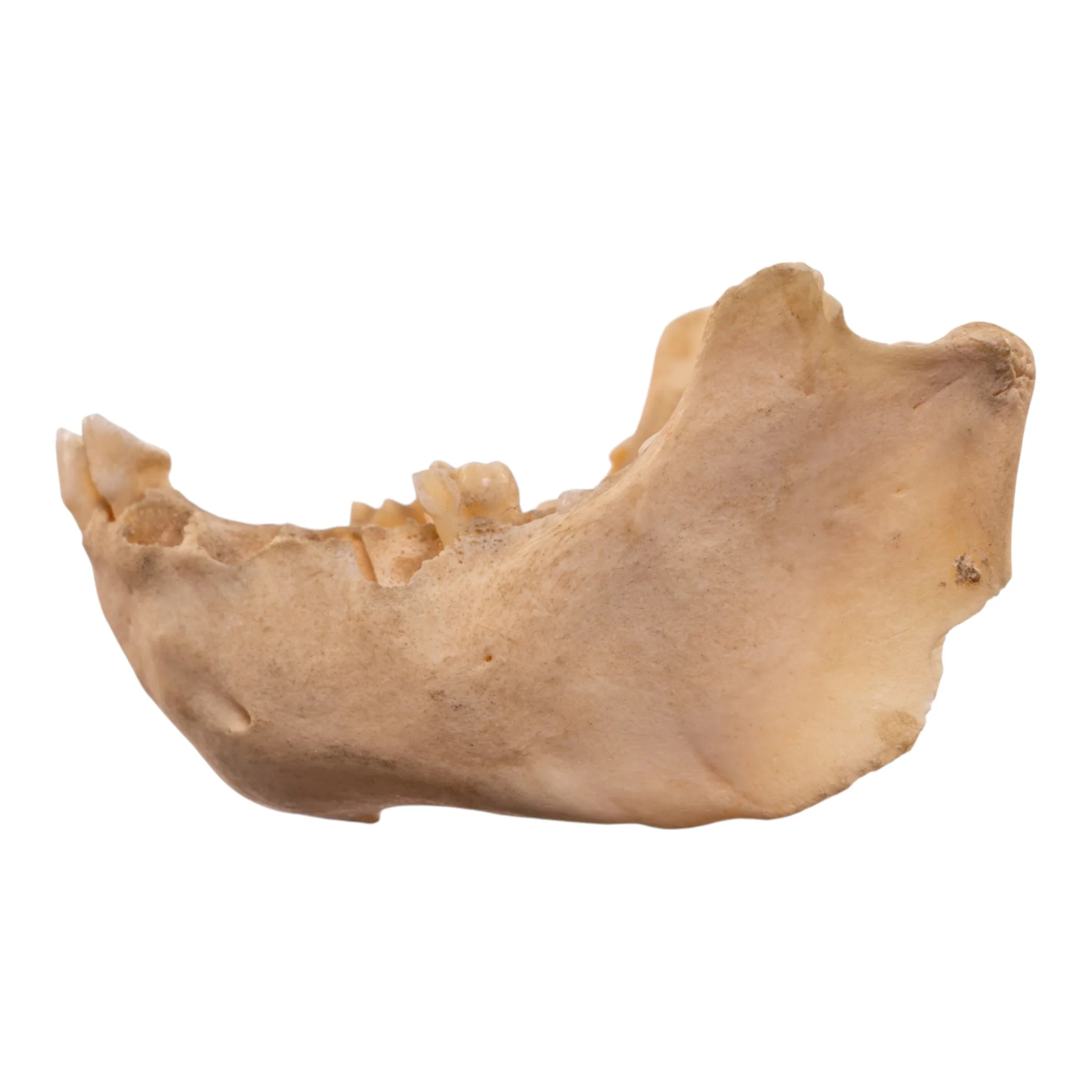 Real New World Monkey Mandible - Image 4