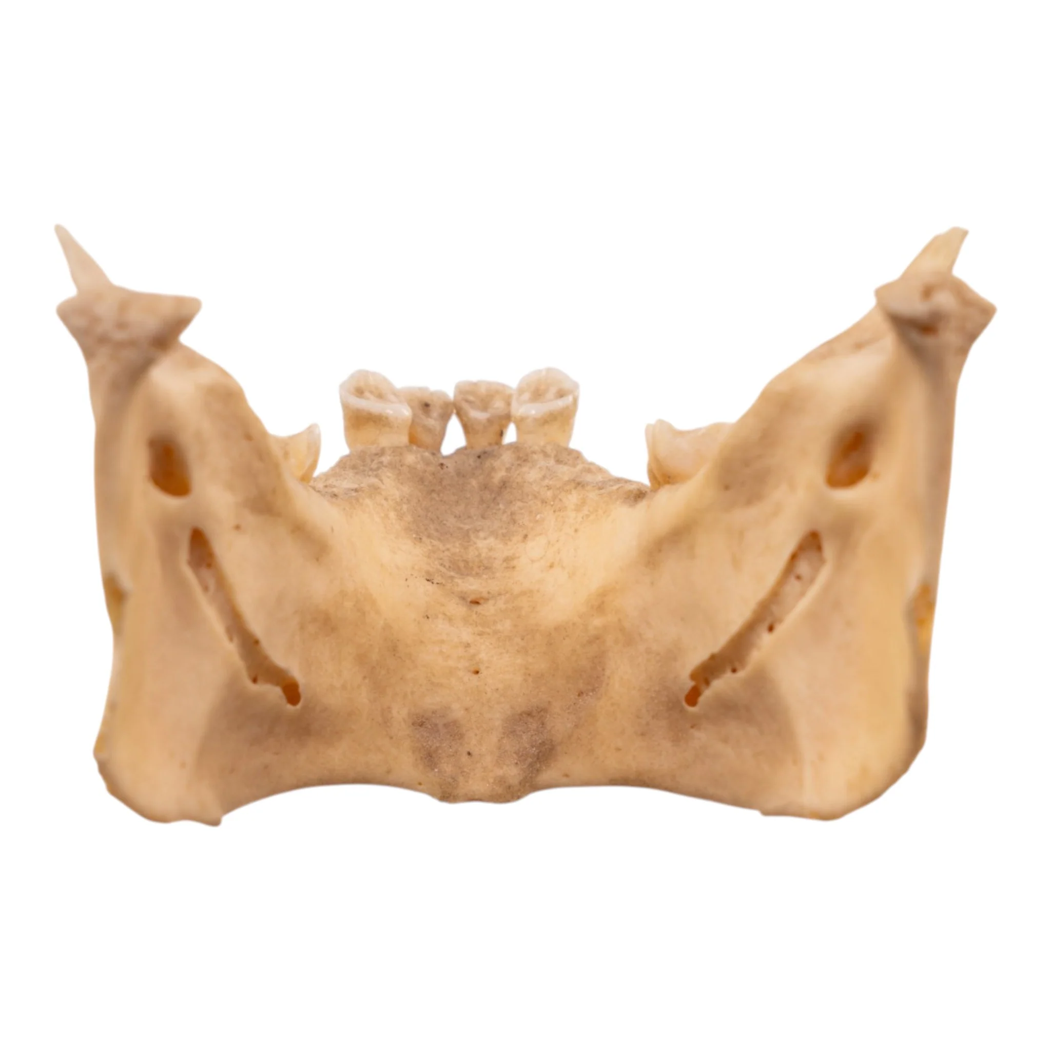 Real New World Monkey Mandible - Image 5