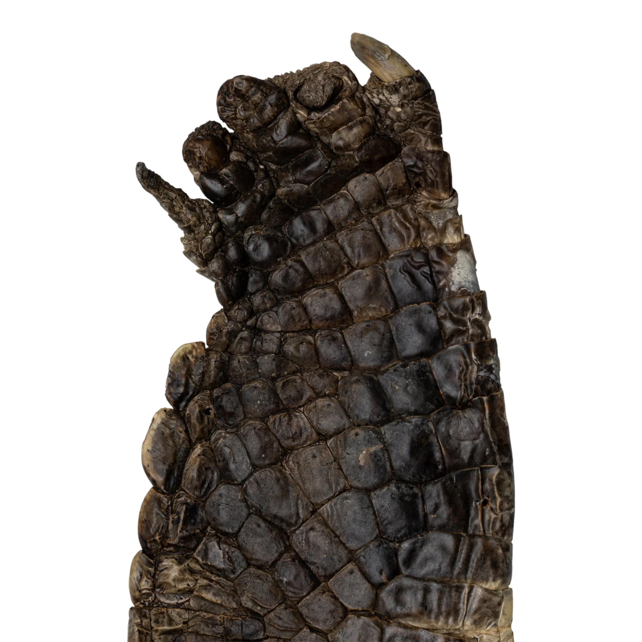 Real Nile Crocodile Leg Hide - Image 3