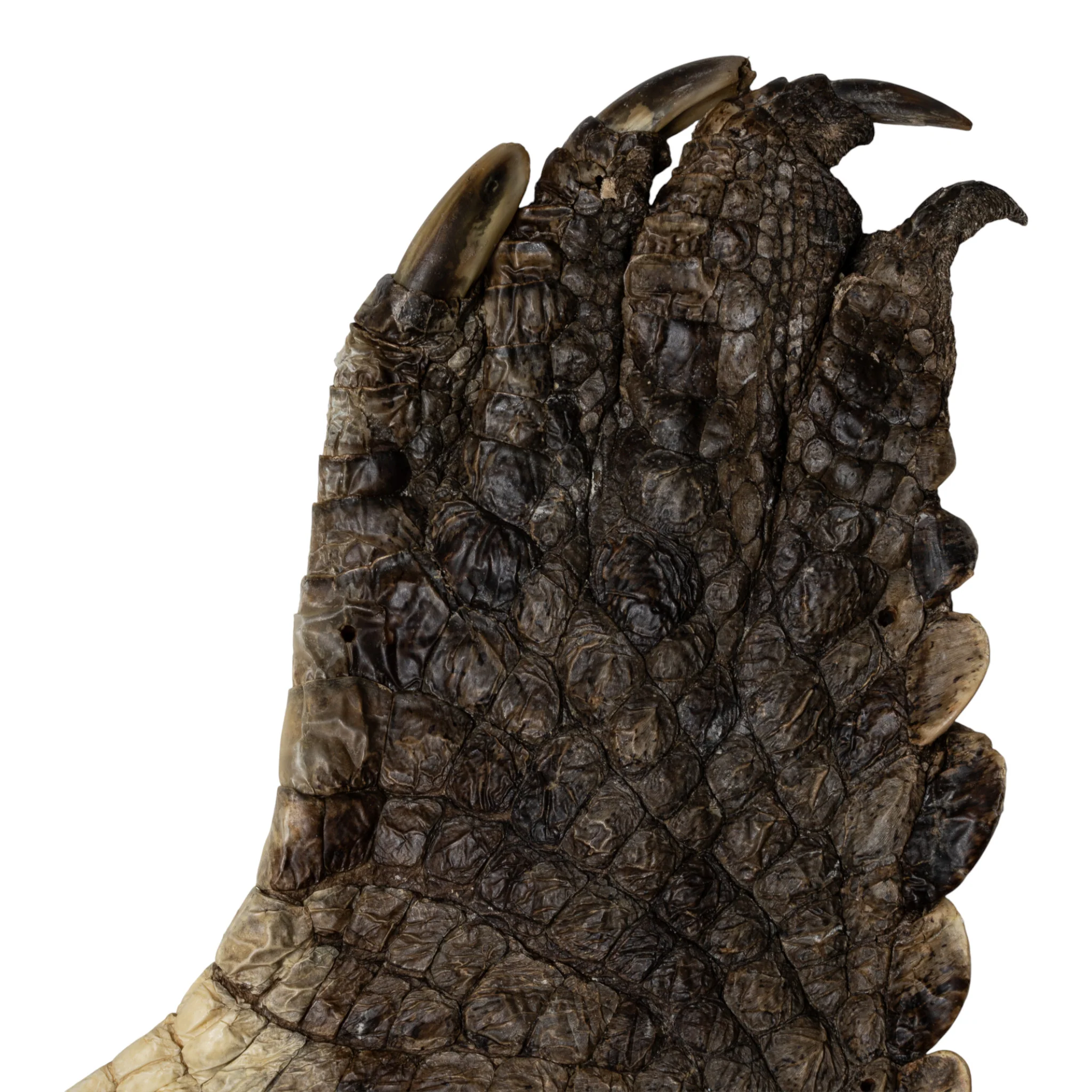 Real Nile Crocodile Leg Hide - Image 3