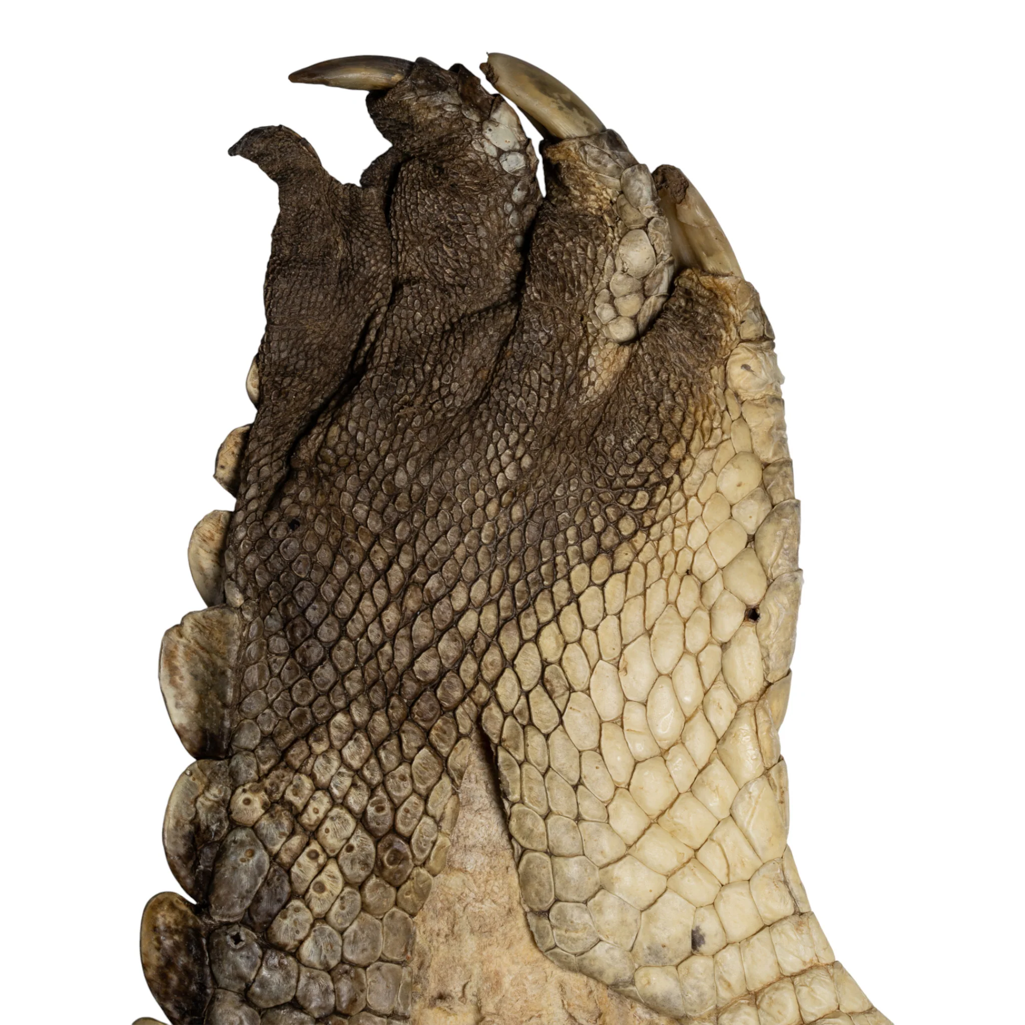 Real Nile Crocodile Leg Hide - Image 4