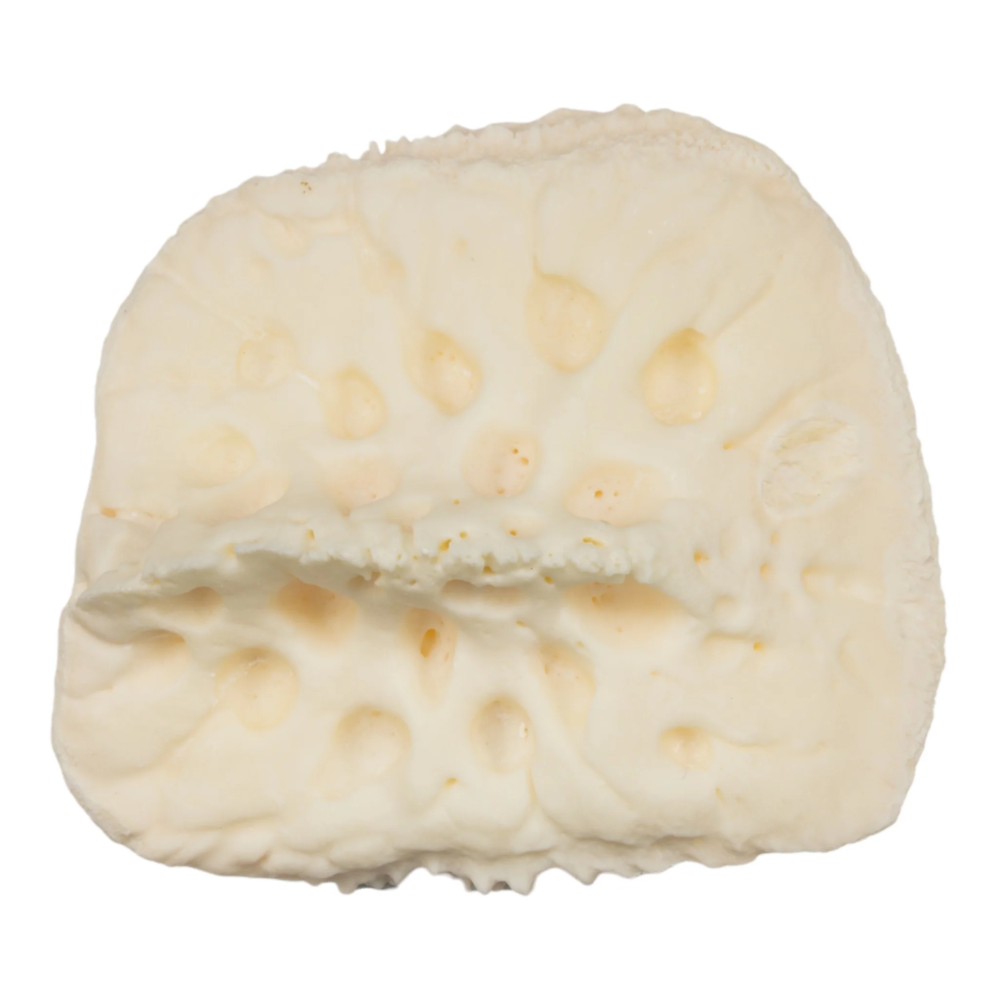 Real Nile Crocodile Osteoderm - Single - Image 4
