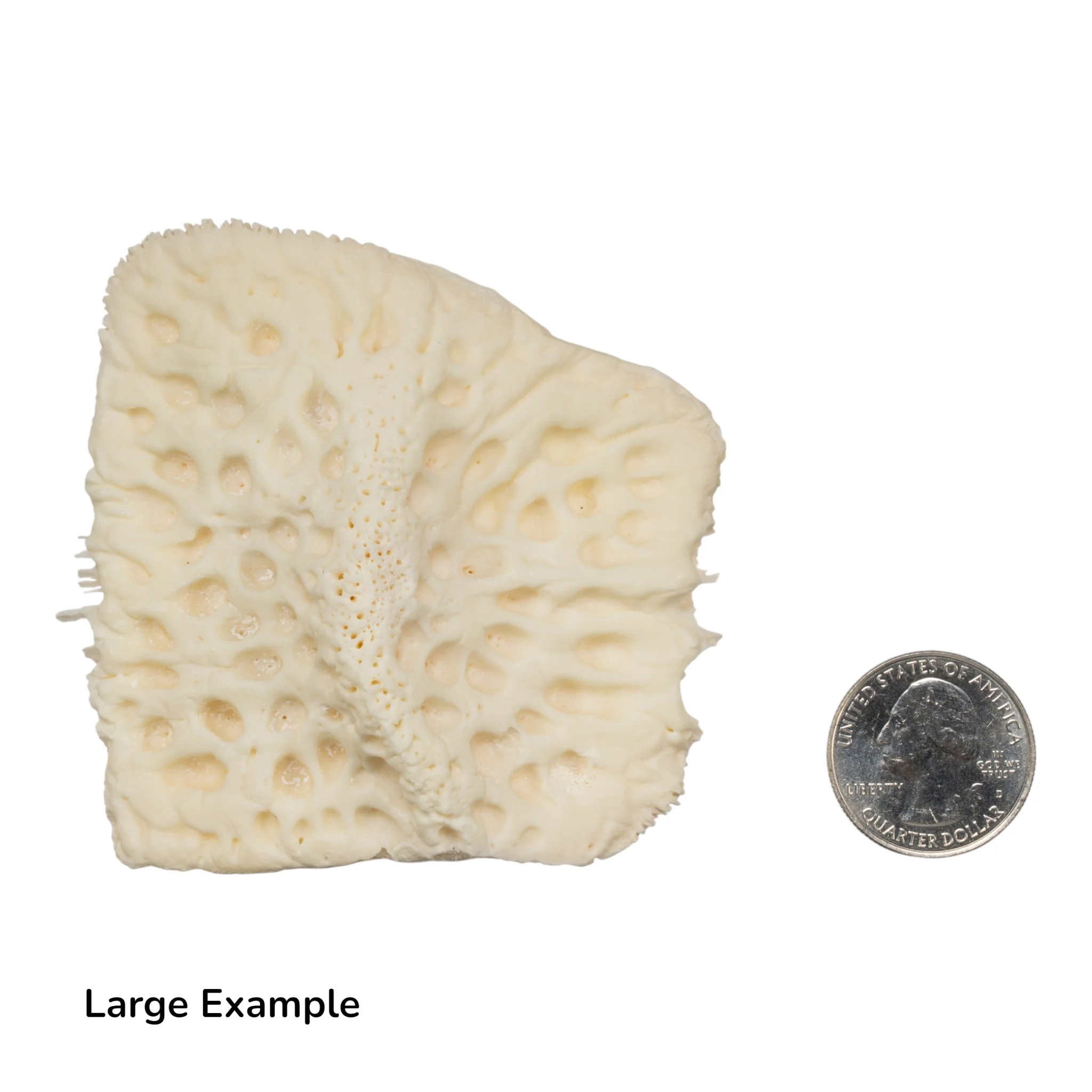 Real Nile Crocodile Osteoderm - Single - Image 5