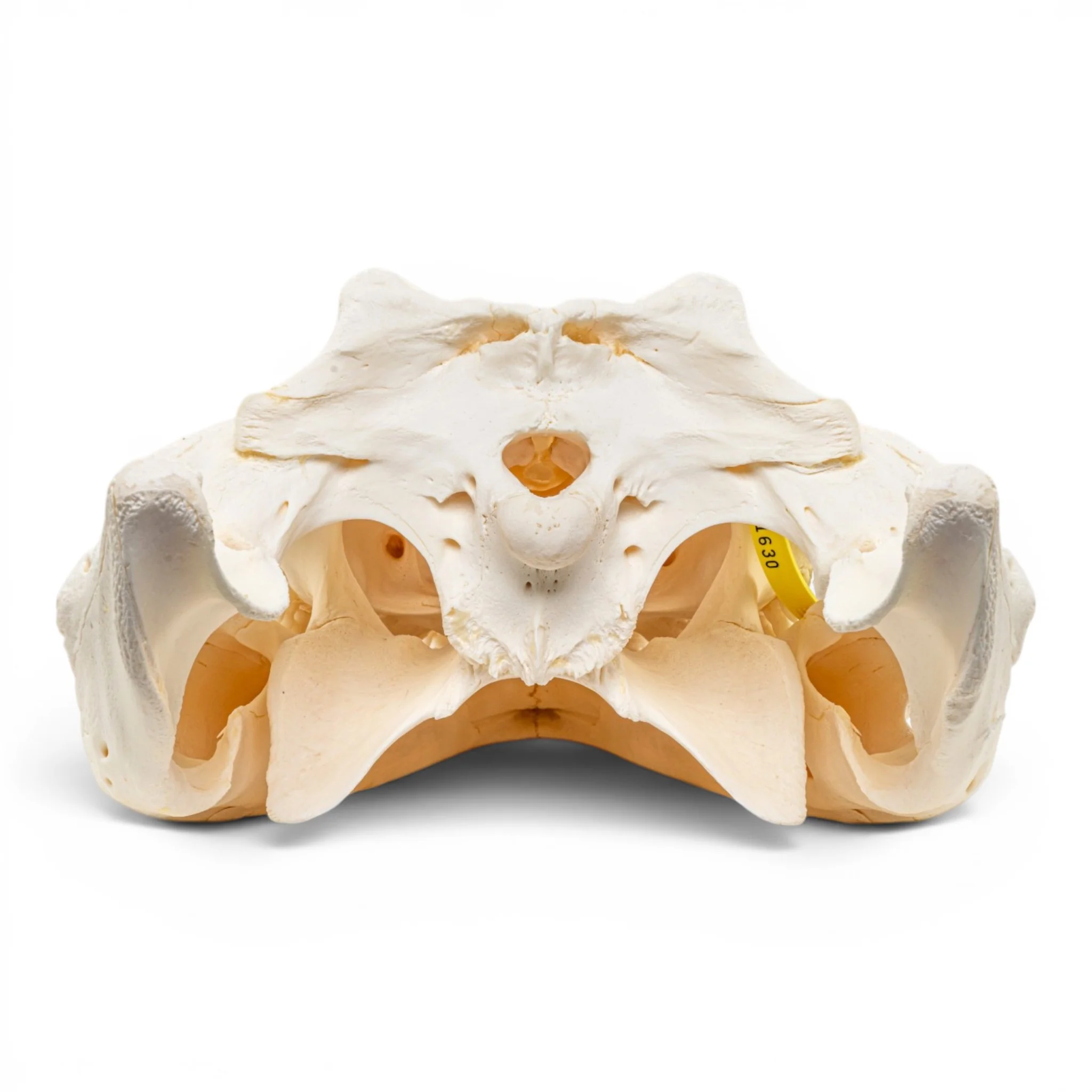 Real Nile Crocodile Skeleton - Disarticulated - Image 6