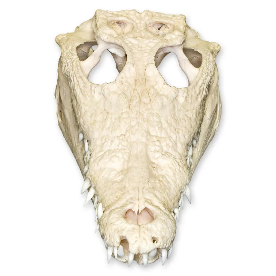 Real Nile Crocodile Skull - Image 3