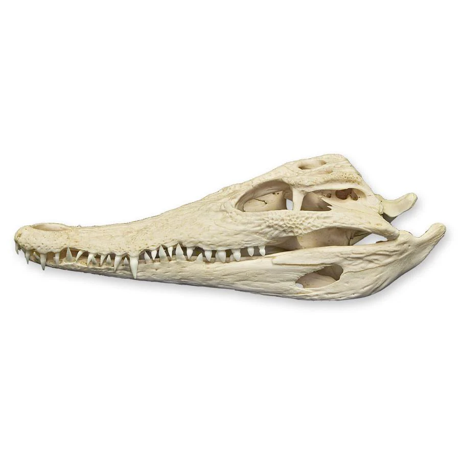 Real Nile Crocodile Skull - Image 4