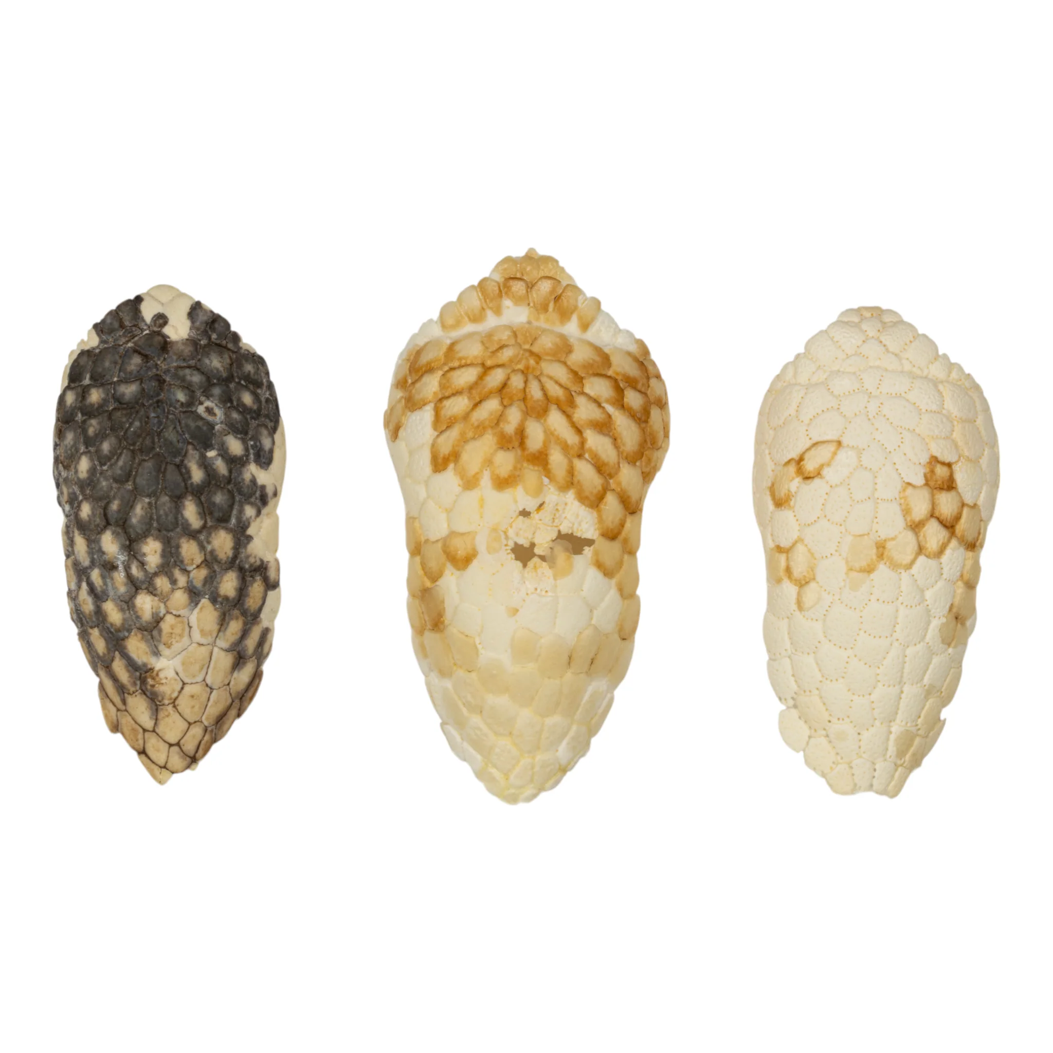 Real Nine-banded Armadillo Skull - Image 12
