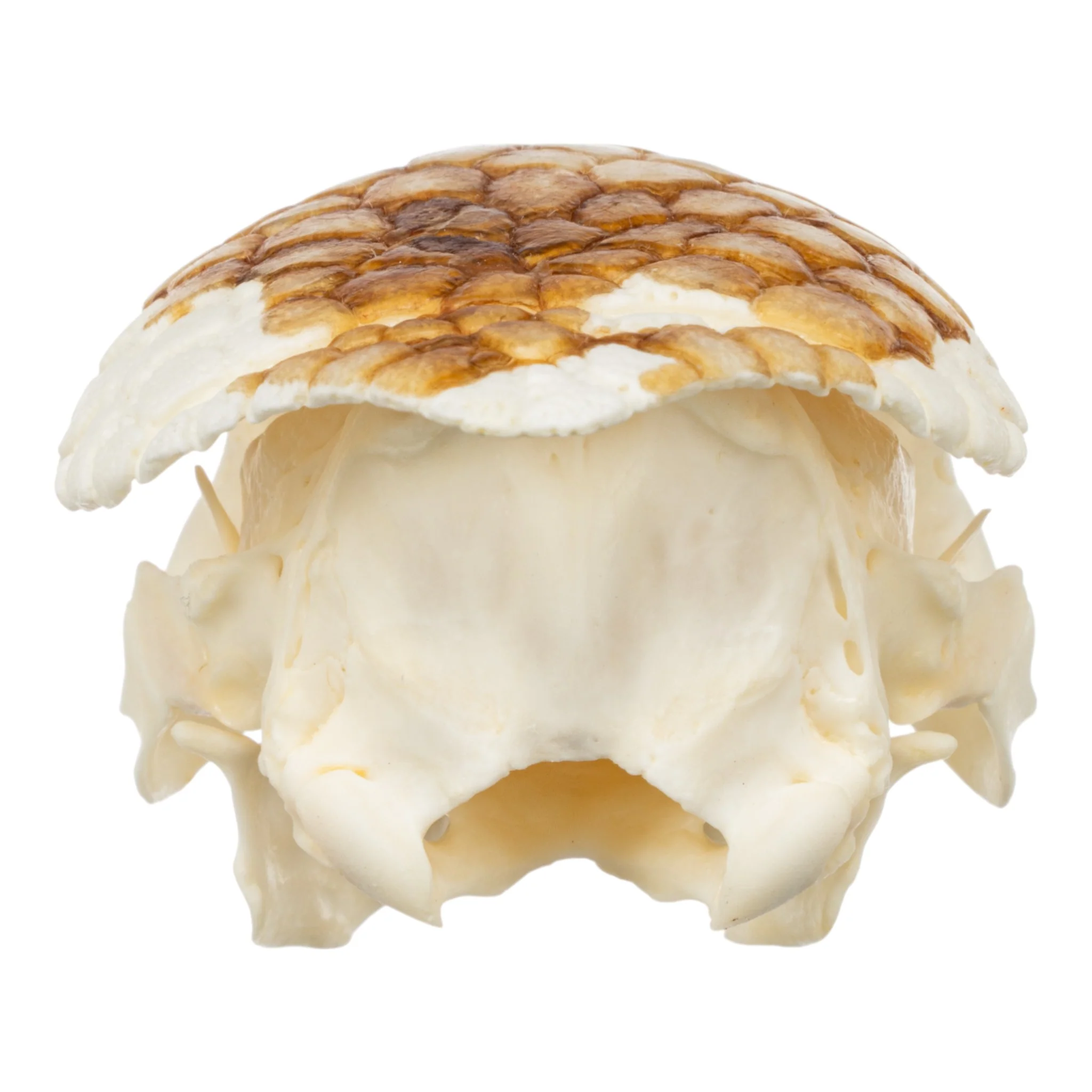 Real Nine-banded Armadillo Skull - Image 5