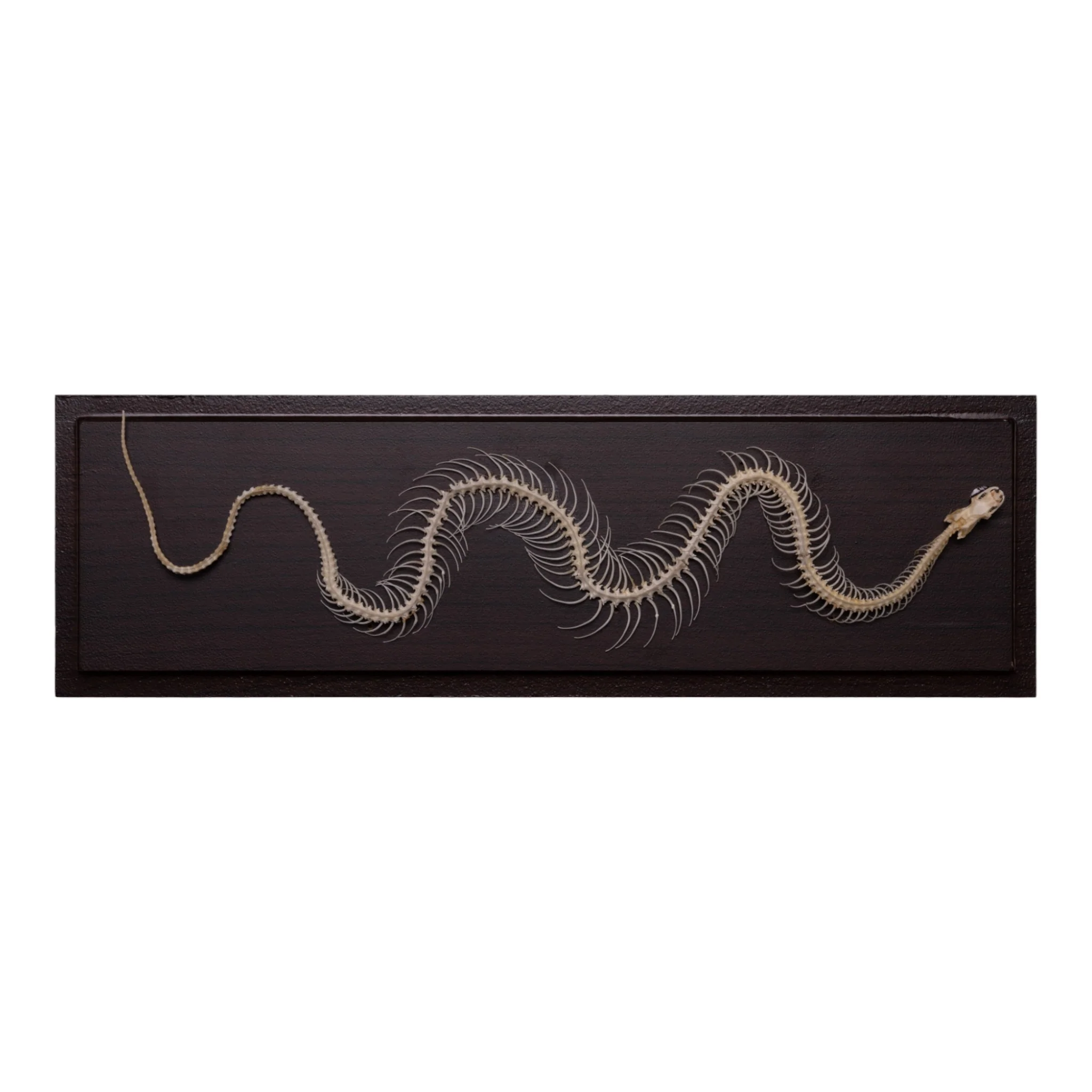 Real Non-venomous Snake Skeleton - Economy - Image 2
