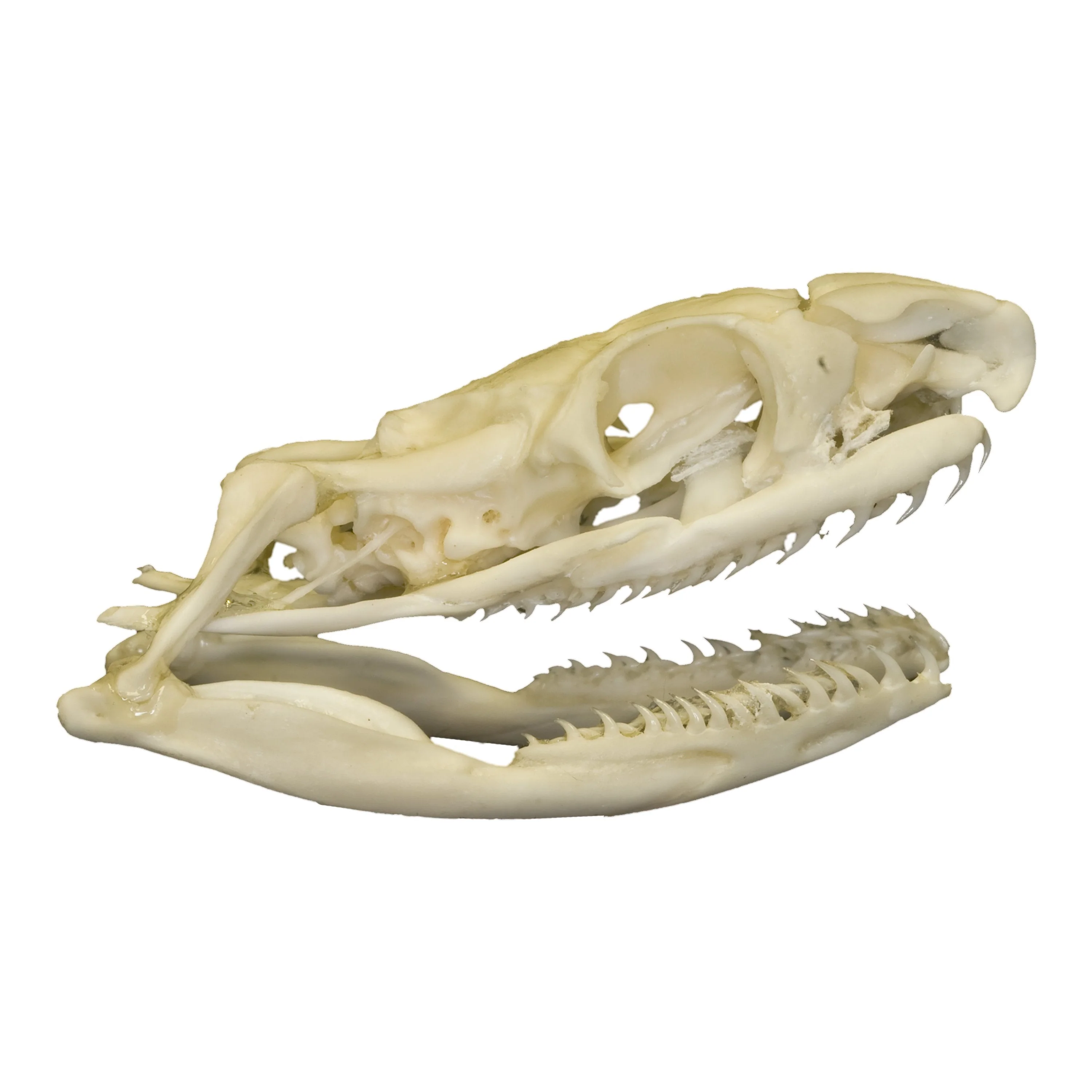Real Non-venomous Snake Skull - Image 2