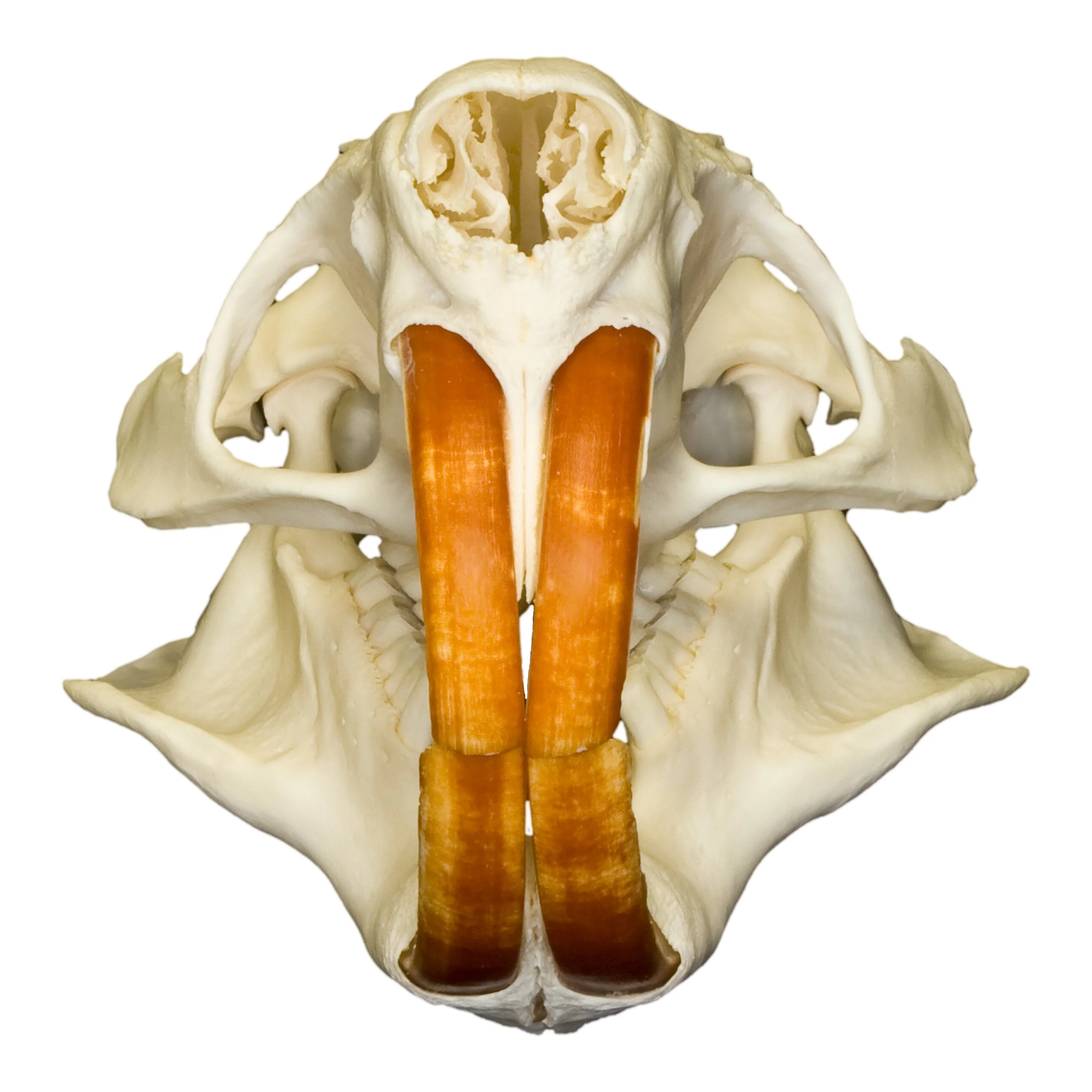 Real Nutria Skull - Image 3