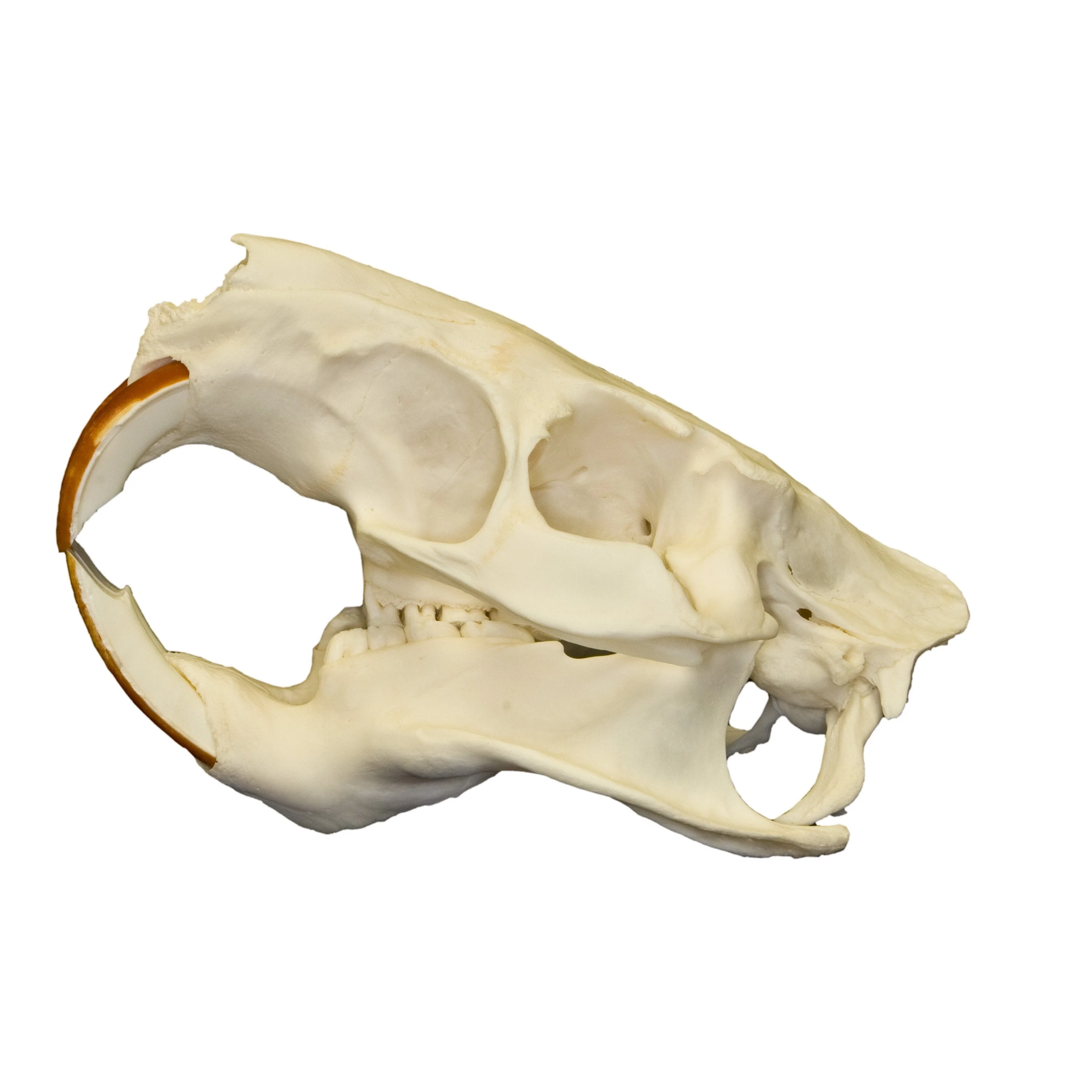 Real Nutria Skull - Image 4